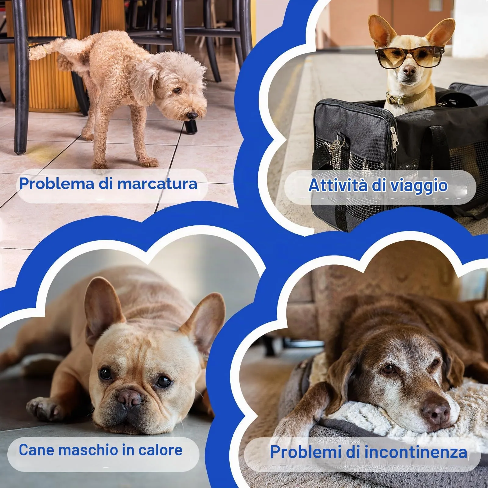 MICOOYO Pannolini usa e getta per cani maschi con indicatore di umidità, L, confezione da 50 - immagine 3
