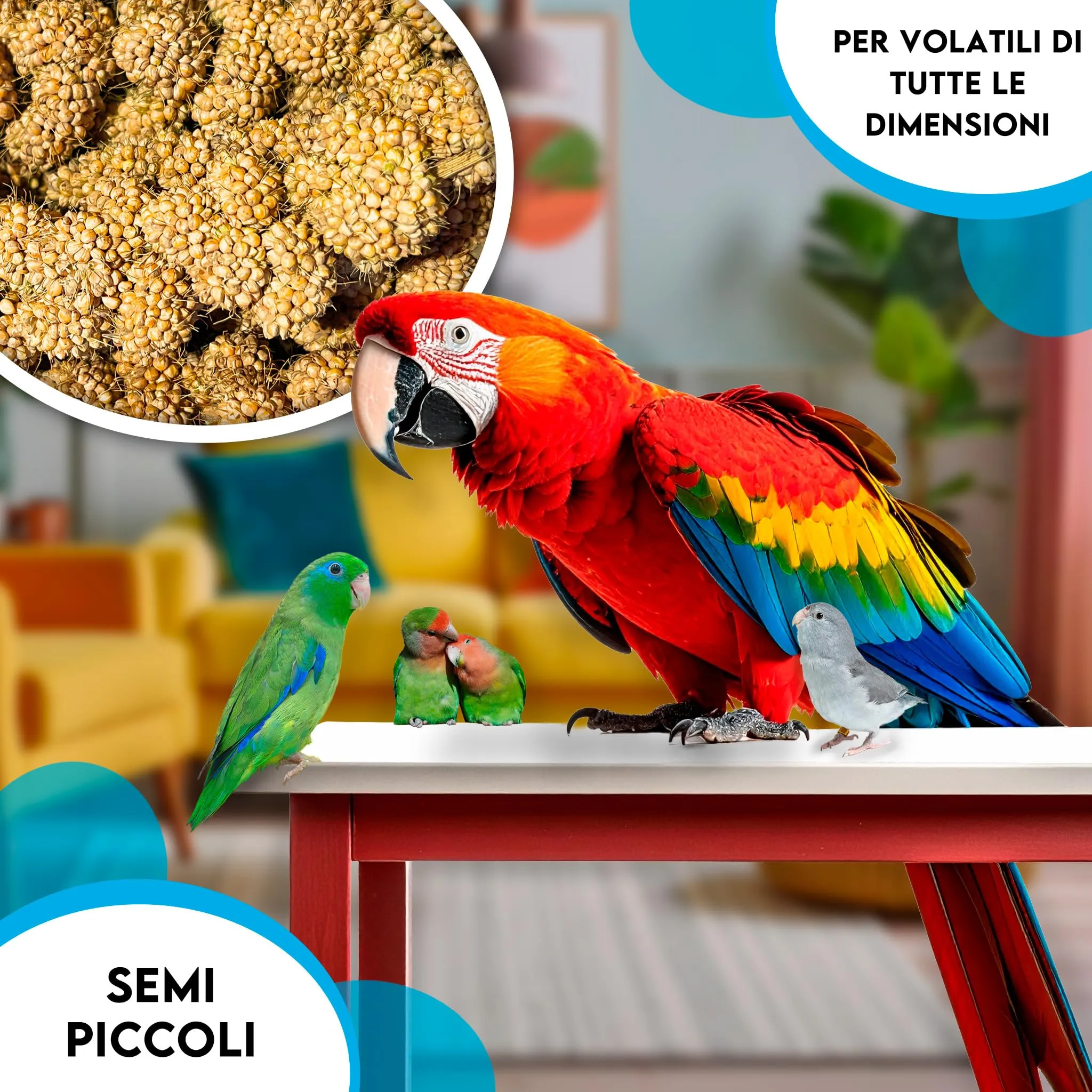 ZOMAPET Spighe di Panico per Pappagalli, Cocorite e Uccelli Esotici, 3kg - immagine 5