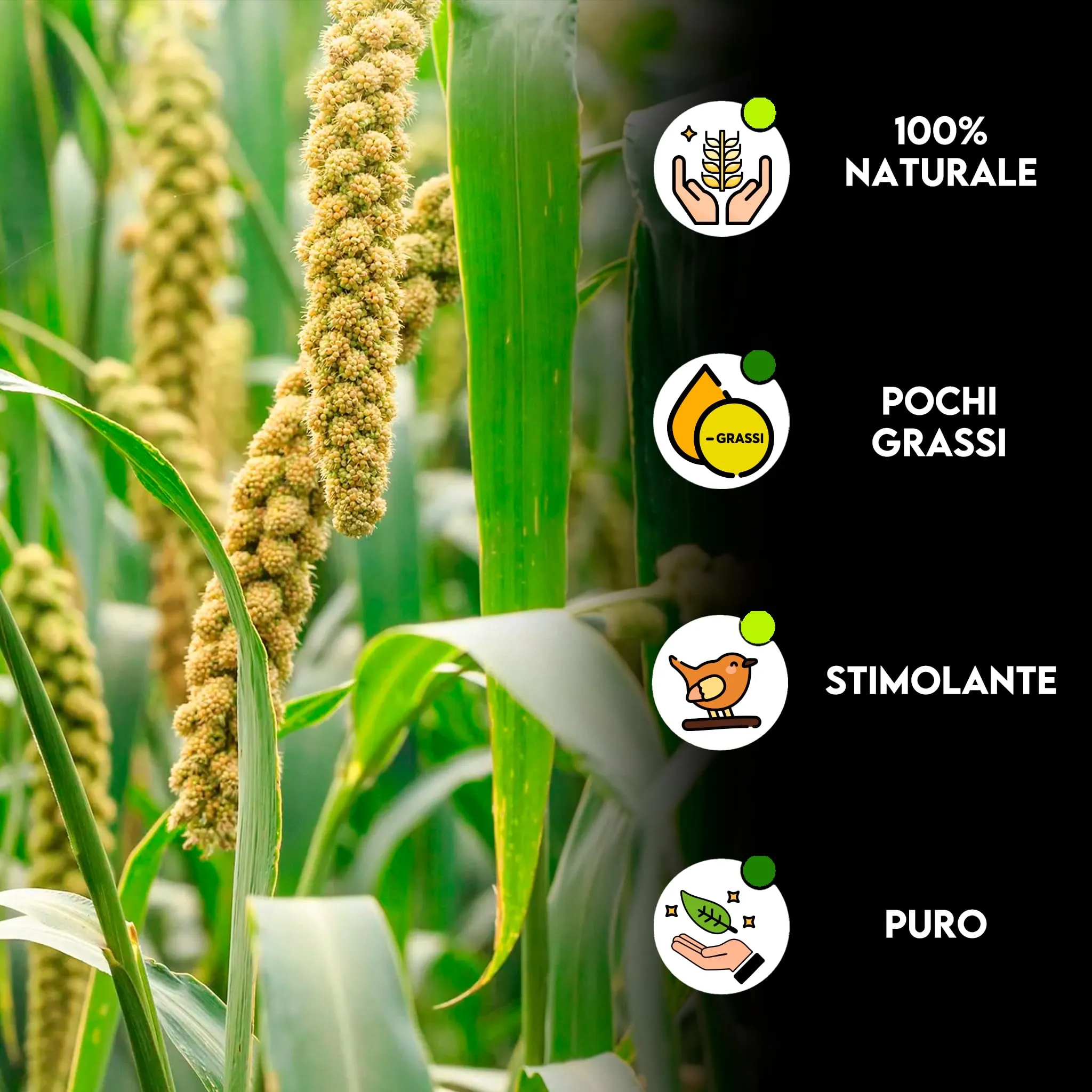 Zomapet Spighe di Panico per Pappagalli, Cocorite e Uccelli Esotici, 1kg - immagine 2