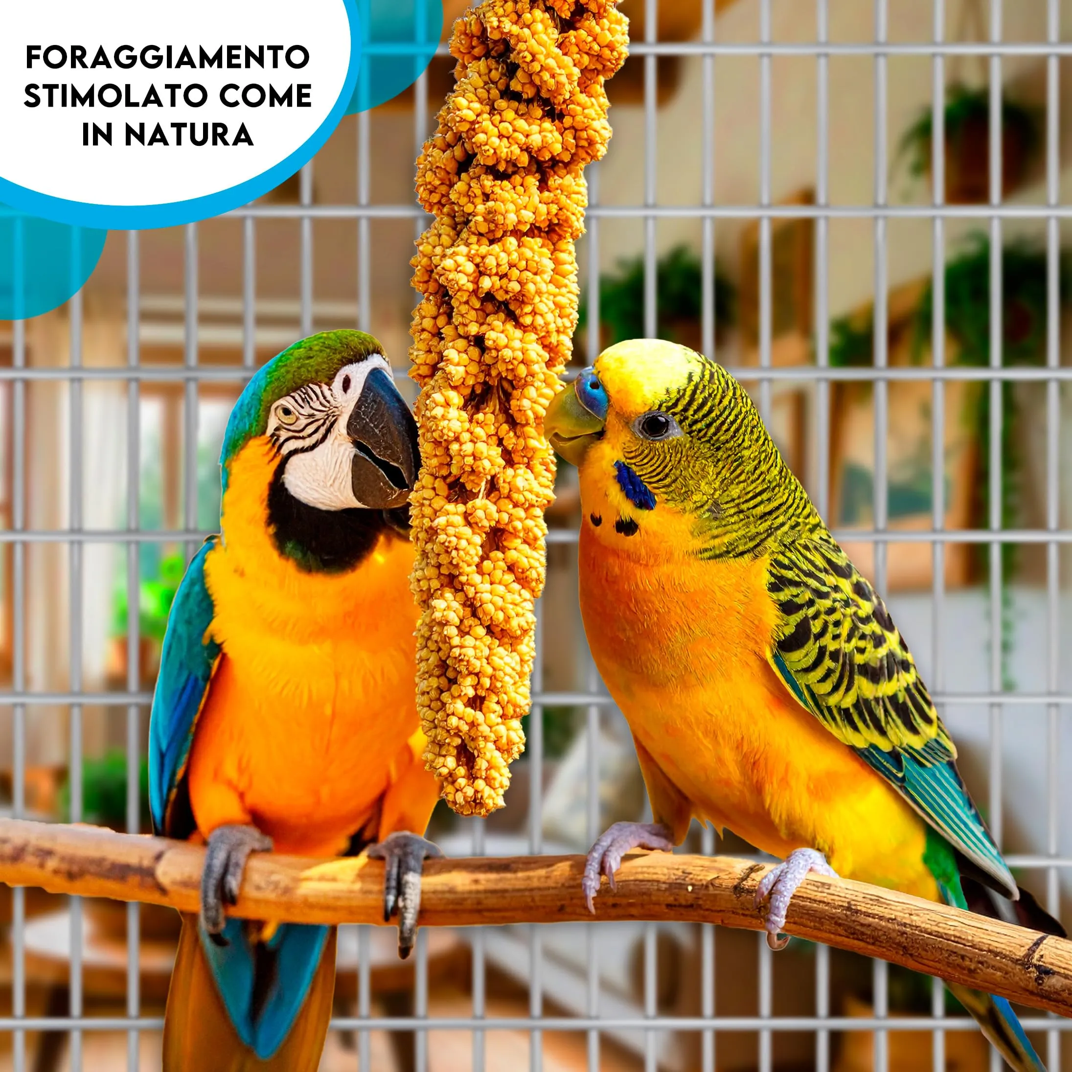 Zomapet Spighe di Panico per Pappagalli, Cocorite e Uccelli Esotici, 1kg - immagine 3