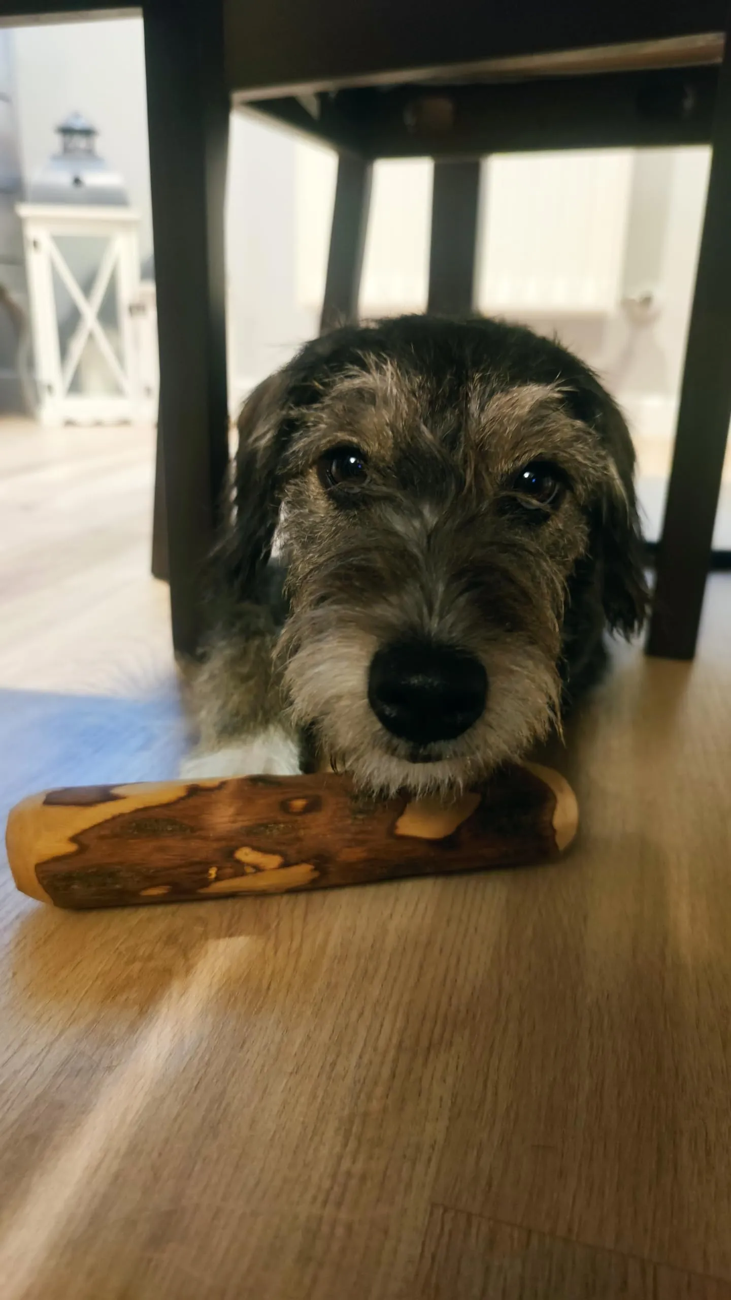 ARTISAN GIFT CO Legno di ulivo per cane, osso di legno naturale per masticare, 12 cm - immagine 8