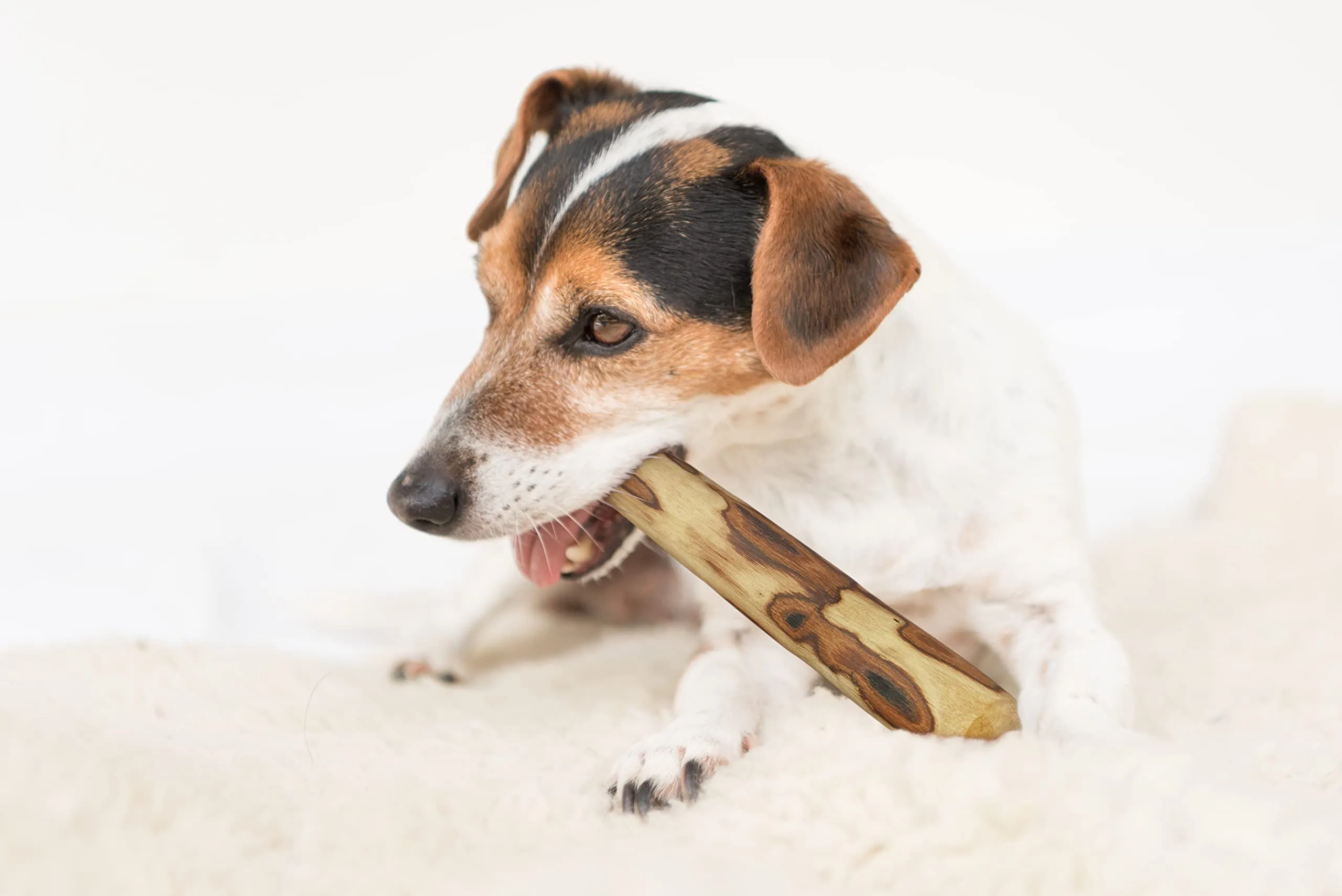 ARTISAN GIFT CO Legno di ulivo per cane, osso di legno naturale per masticare, 12 cm - immagine 9