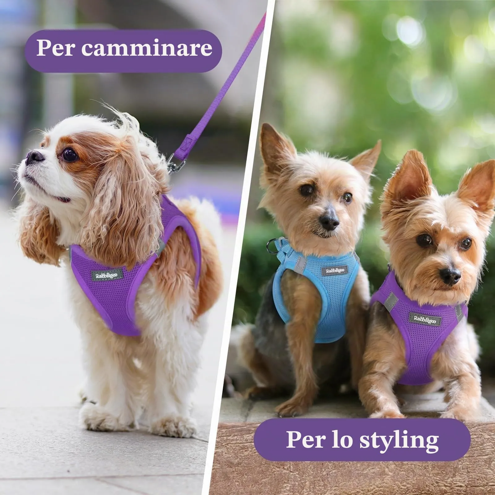 rabbitgoo Pettorina Cane, Viola, XS - immagine 9