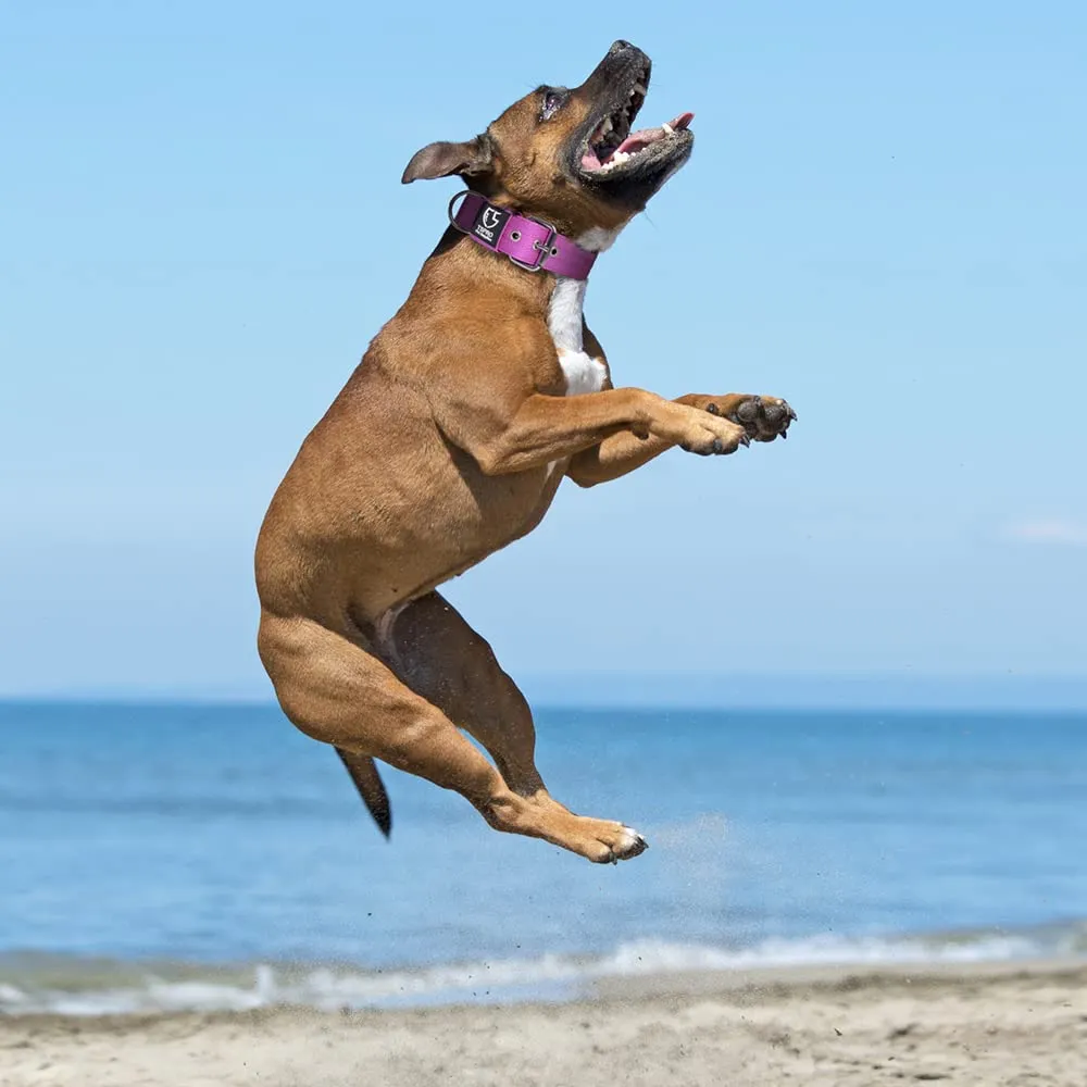 TSPRO Collare Tattico per Cane con Fodera Morbida, Taglia L, Viola - immagine 6