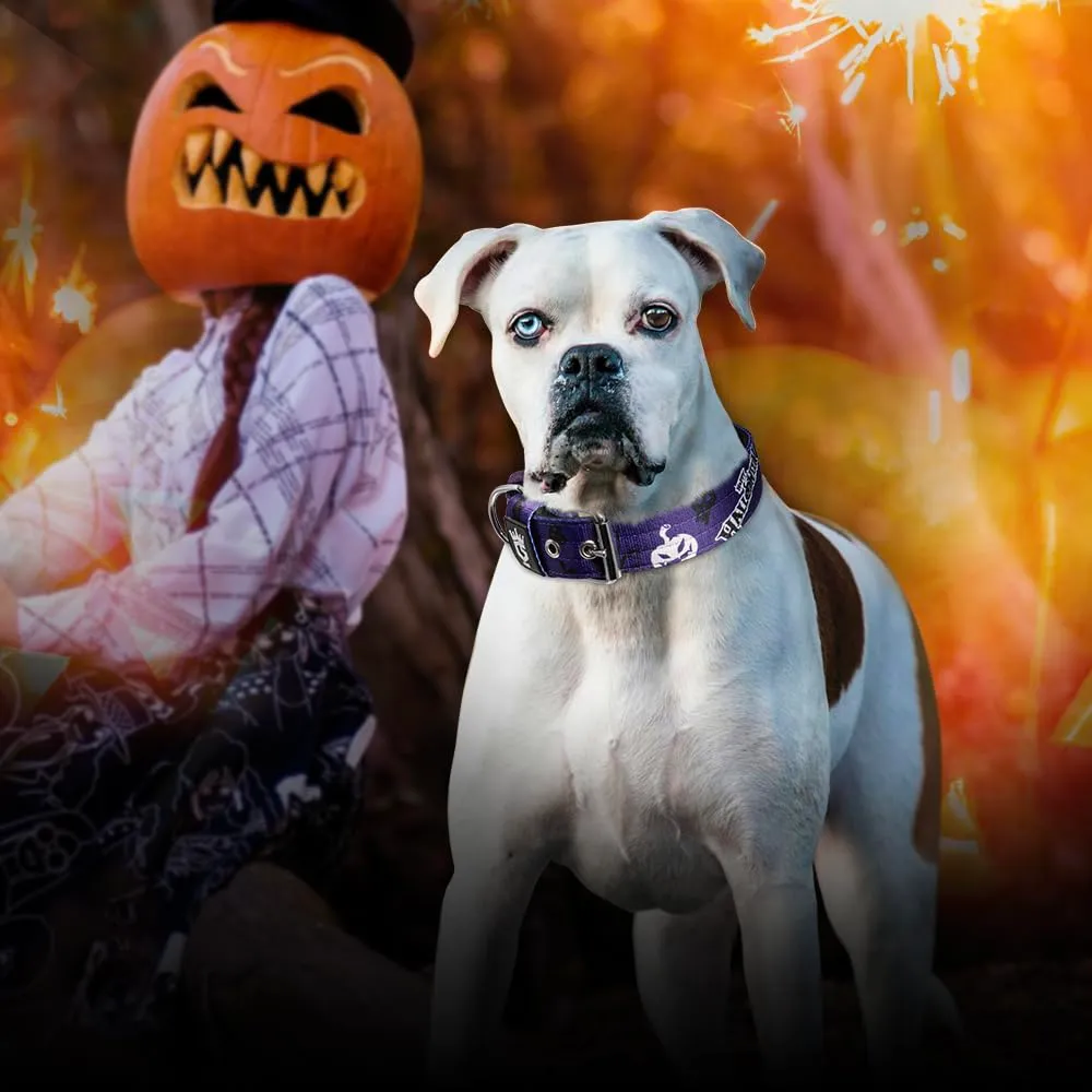 TSPRO Collare Tattico per Cane con Fodera Morbida, Taglia M (40–48 cm), Viola Halloween - immagine 6