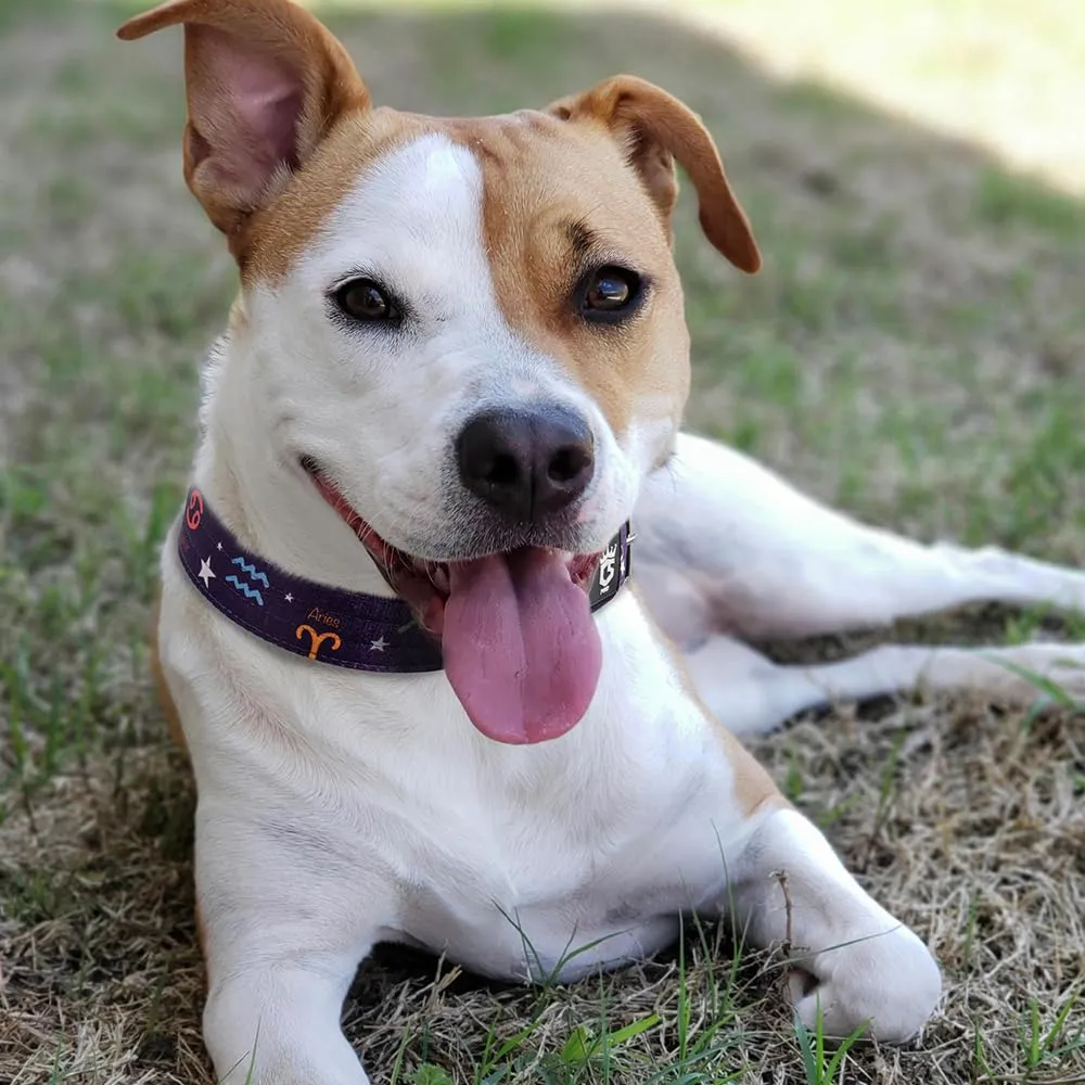 TSPRO Collare Tattico per Cane con Fodera Morbida, Taglia L (48–55 cm), Viola Costellazione - immagine 6