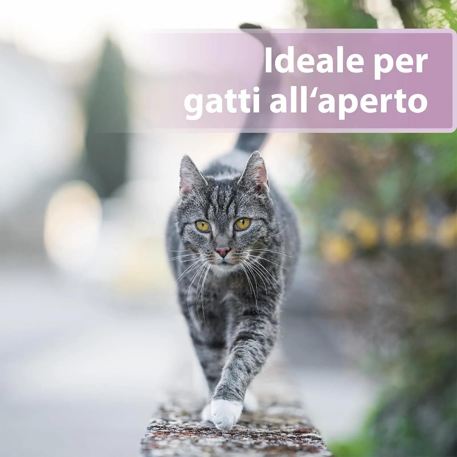 Felisept Cura delle zampe per gatti 75g - immagine 4