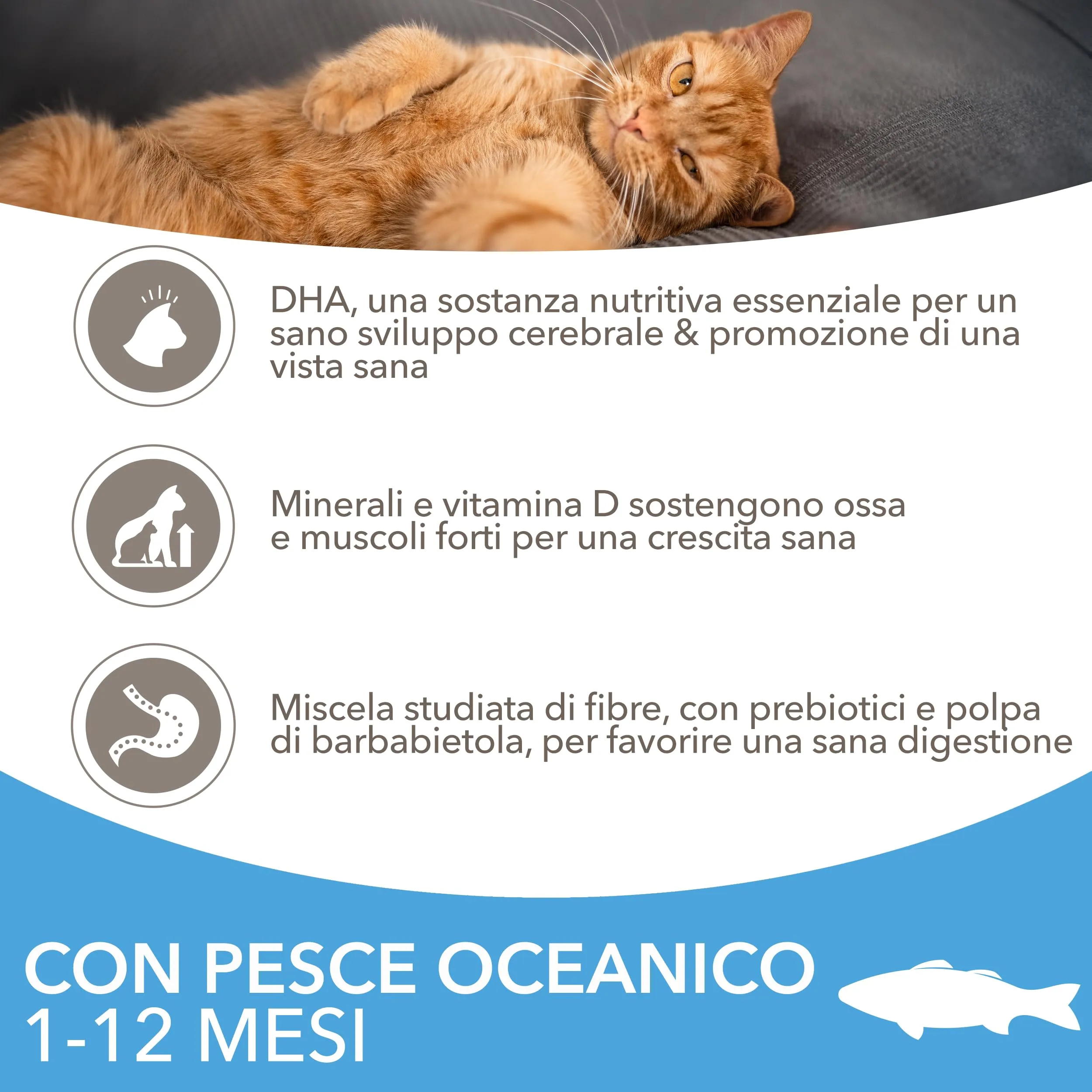 IAMS Cibo secco per gattini 1-12 mesi pesce oceanico, 10 kg - immagine 3