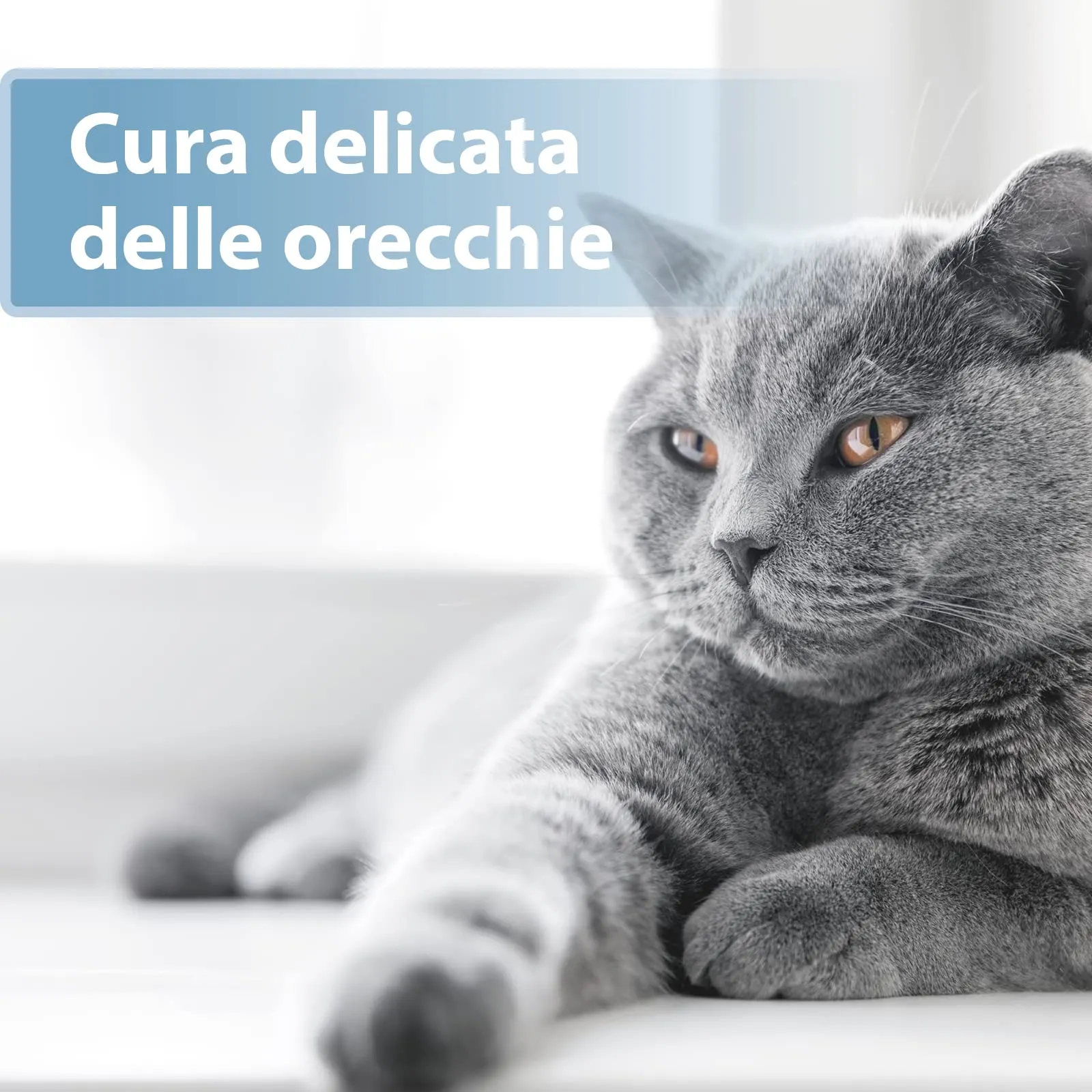 Felisept Salviette da dito per la cura delle orecchie per gatti, 50 pezzi - immagine 2