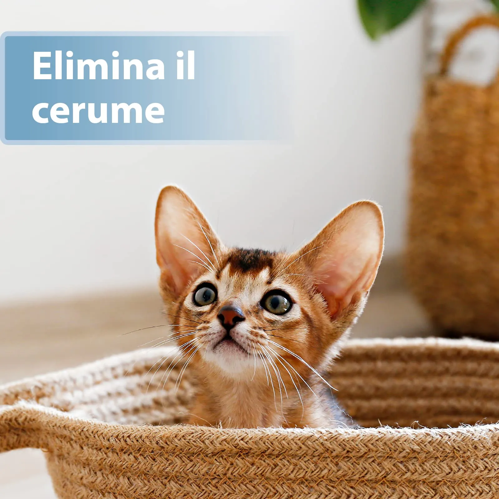 Felisept Salviette da dito per la cura delle orecchie per gatti, 50 pezzi - immagine 4
