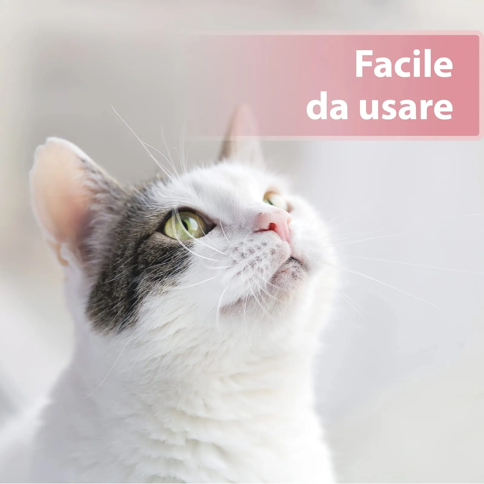 Felisept Dischetti per la cura degli occhi per gatti con Aloe Vera, 100 pezzi - immagine 3