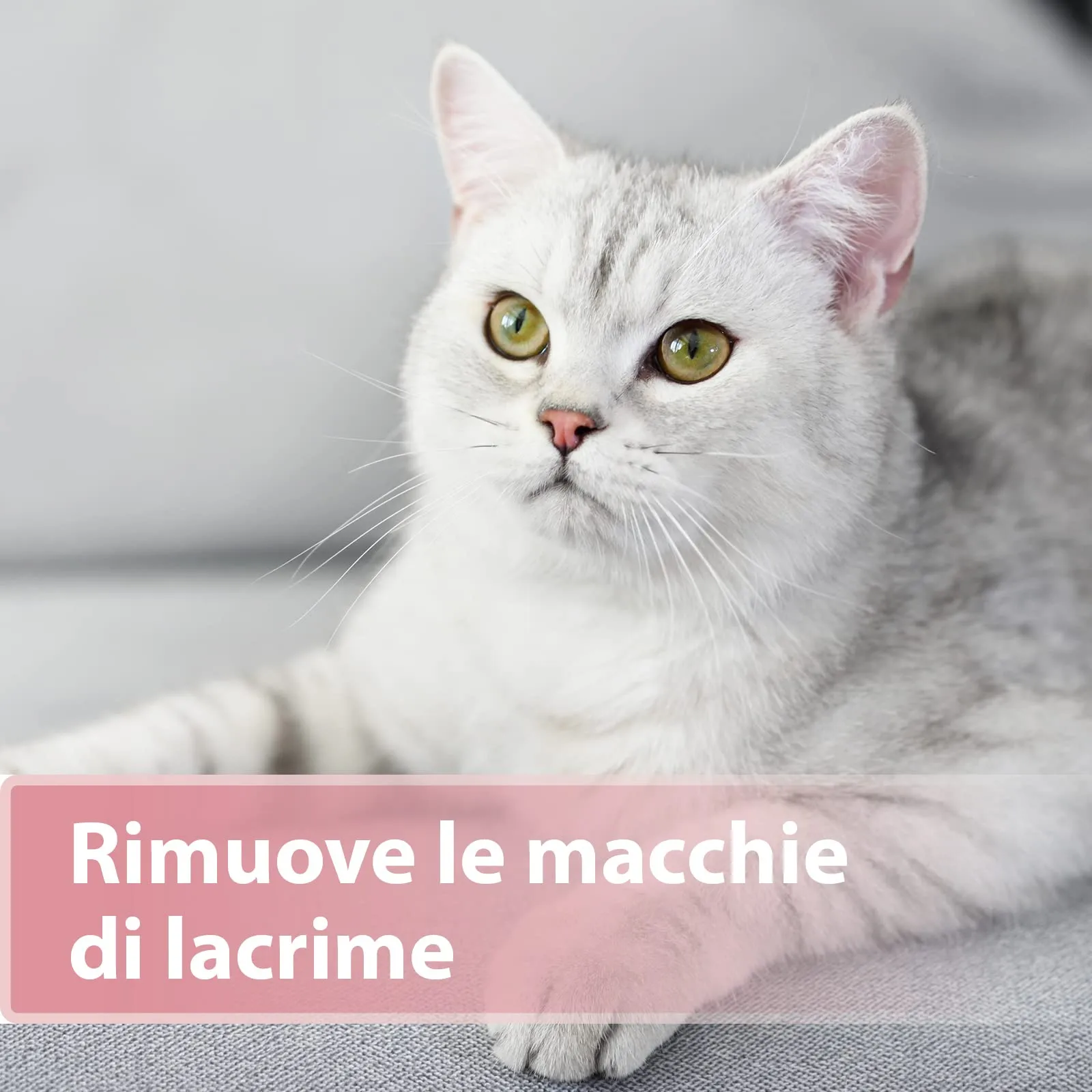 Felisept Dischetti per la cura degli occhi per gatti con Aloe Vera, 100 pezzi - immagine 4