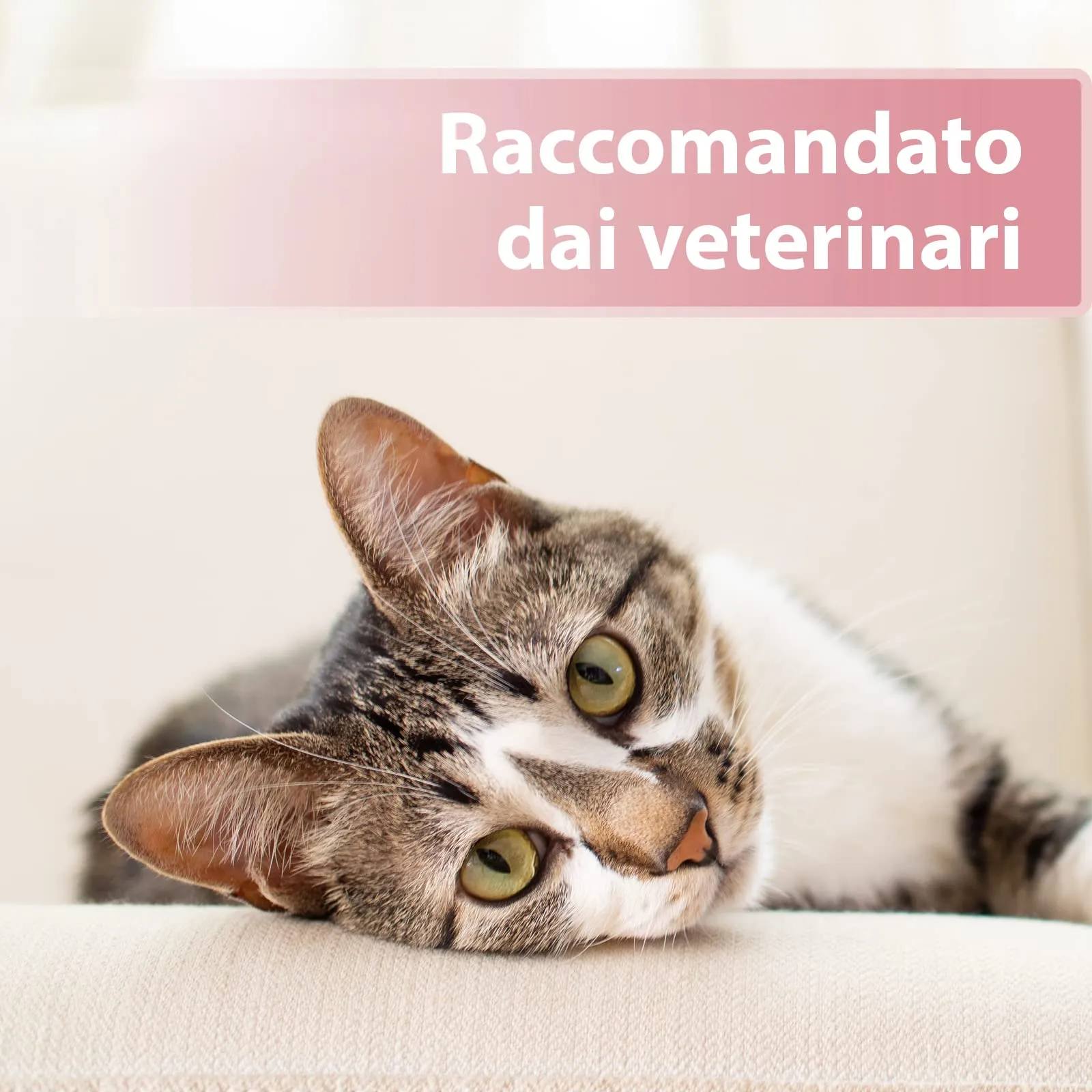 Felisept Dischetti per la cura degli occhi per gatti con Aloe Vera, 100 pezzi - immagine 5
