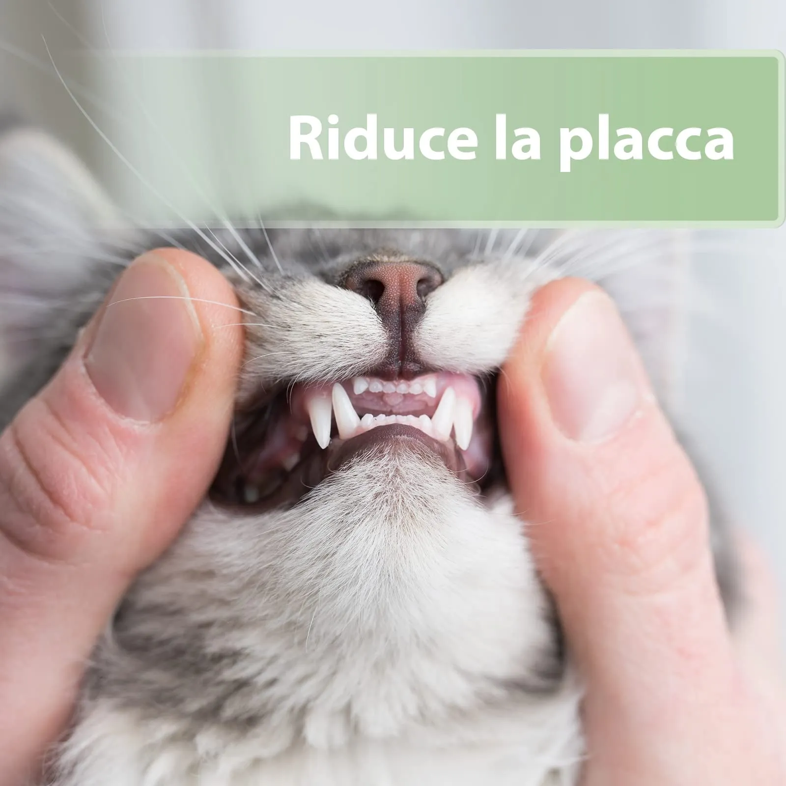 Felisept Salviette Da Dito Per La Cura Dei Denti Per Gatti, 50 Pezzi - immagine 3