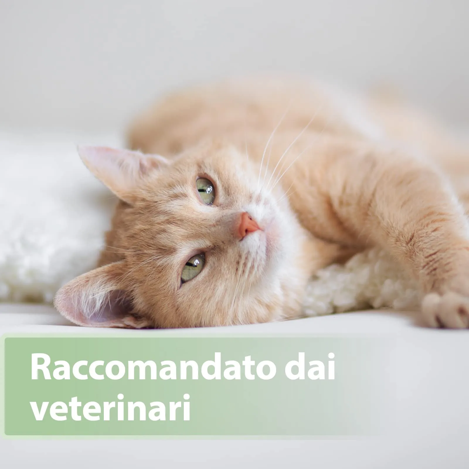 Felisept Salviette Da Dito Per La Cura Dei Denti Per Gatti, 50 Pezzi - immagine 5