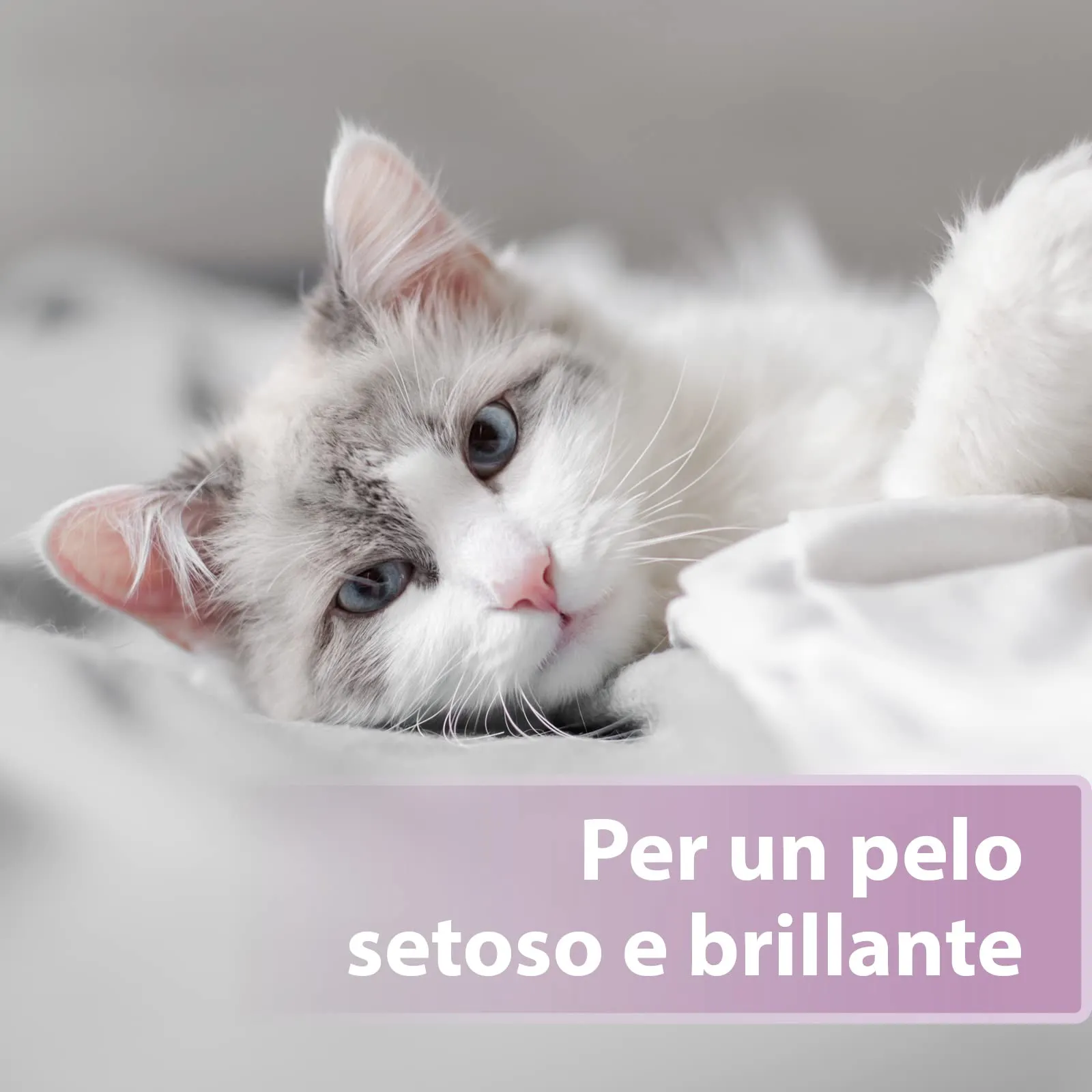 Felisept Cura della pelliccia spray per gatti 250ml - immagine 4