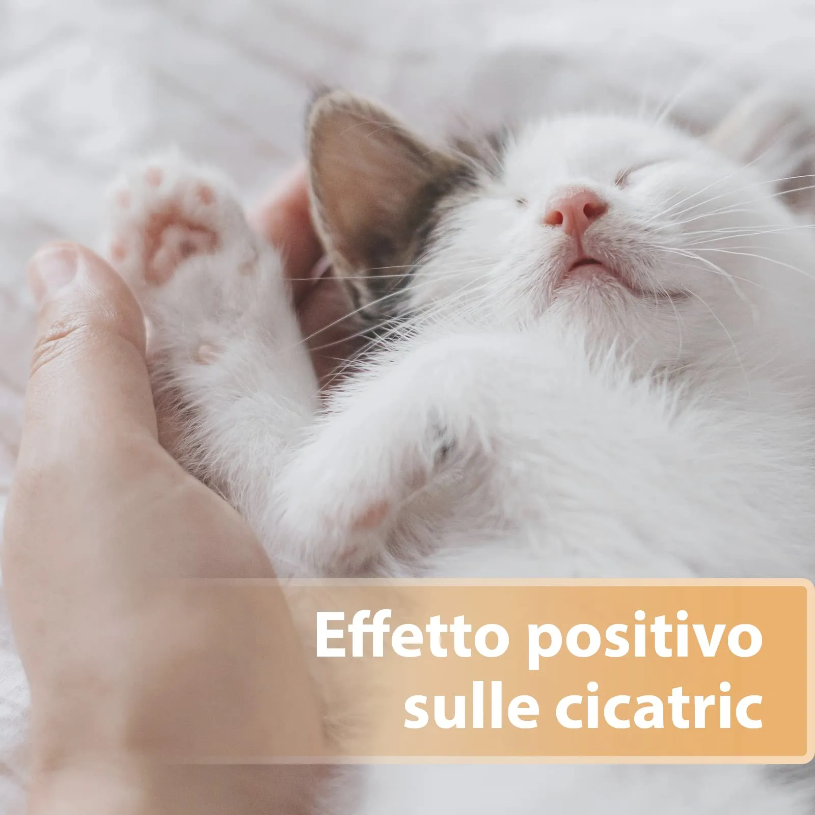 Felisept Gel per ferite per gatti 20ml - immagine 3