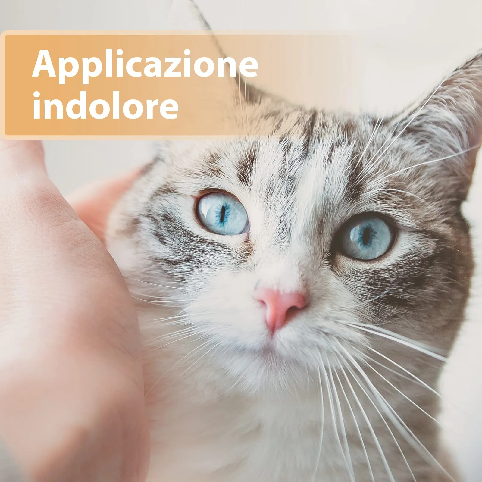 Felisept Gel per ferite per gatti 20ml - immagine 4
