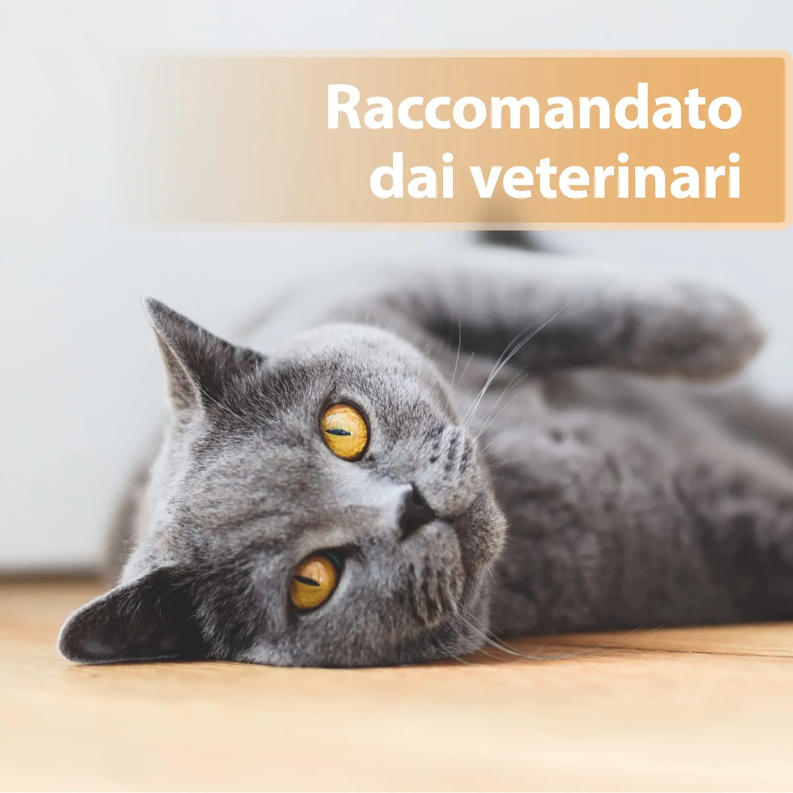 Felisept Gel per ferite per gatti 20ml - immagine 5