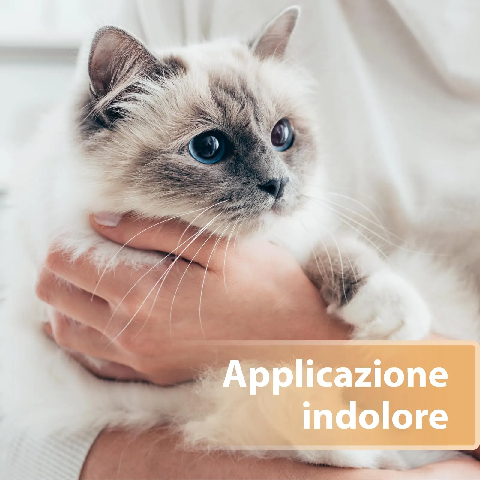 Felisept Spray per ferite per gatti 75ml - immagine 4