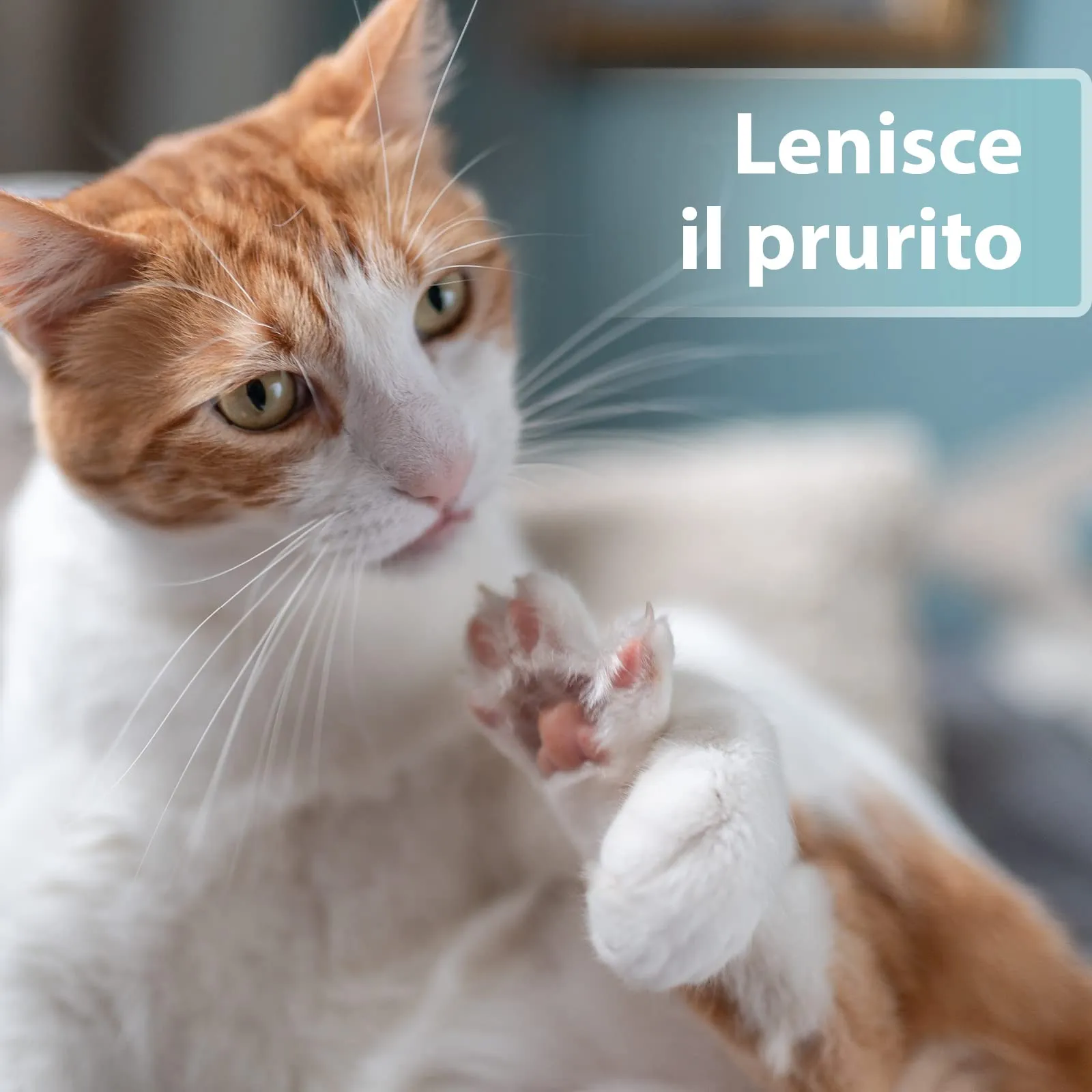 Felisept Spray per la cura della pelle dei gatti 250ml - immagine 2