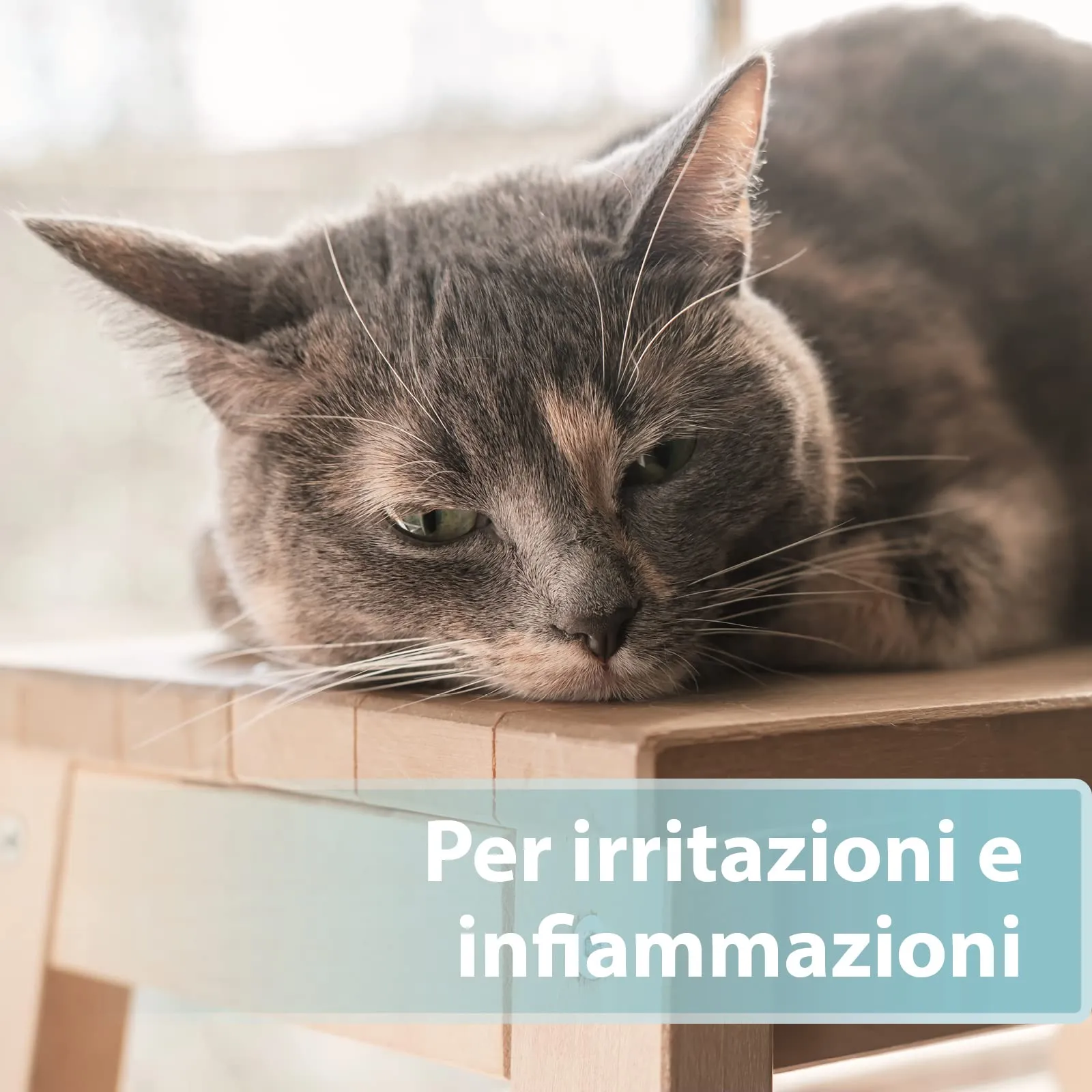 Felisept Spray per la cura della pelle dei gatti 250ml - immagine 3