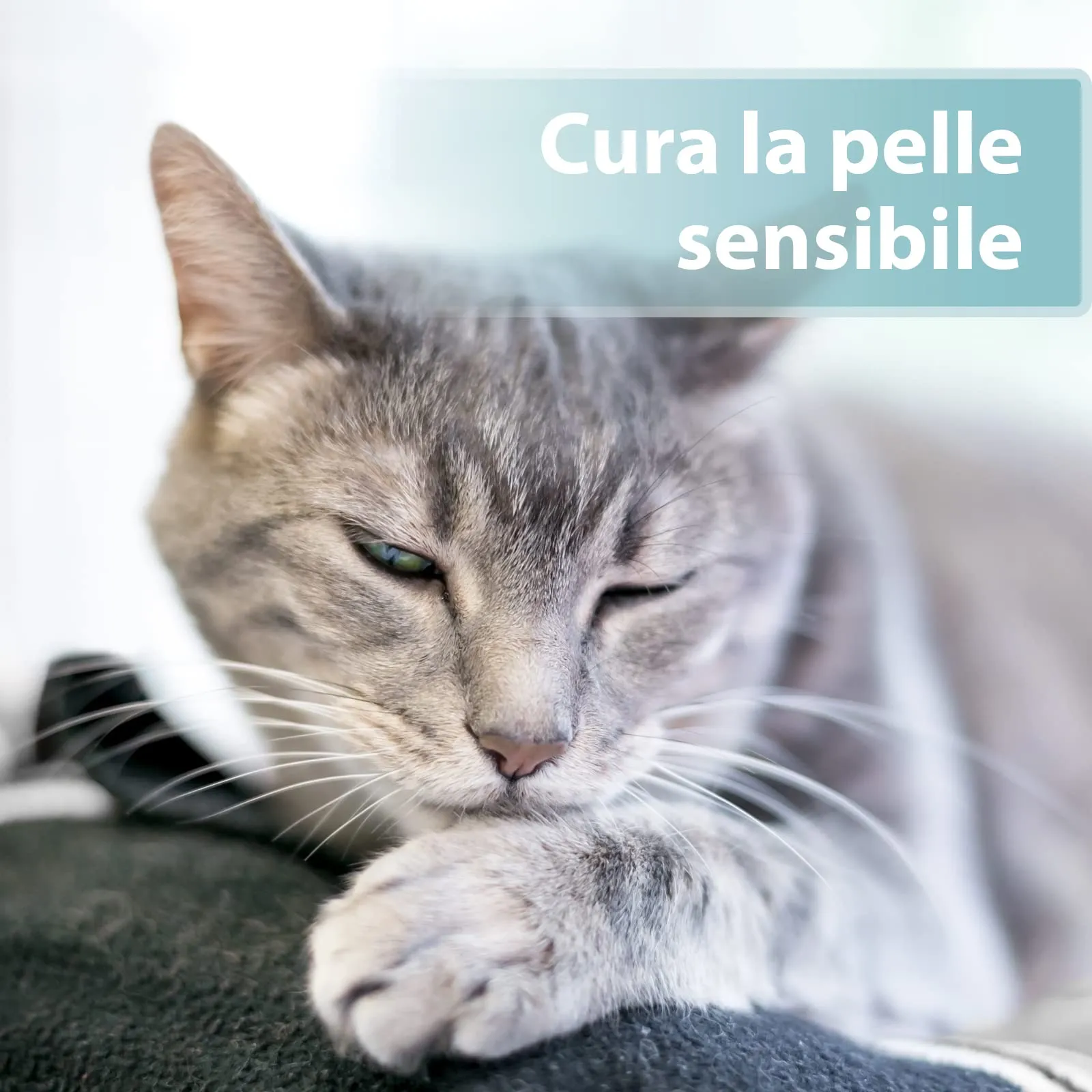 Felisept Spray per la cura della pelle dei gatti 250ml - immagine 4