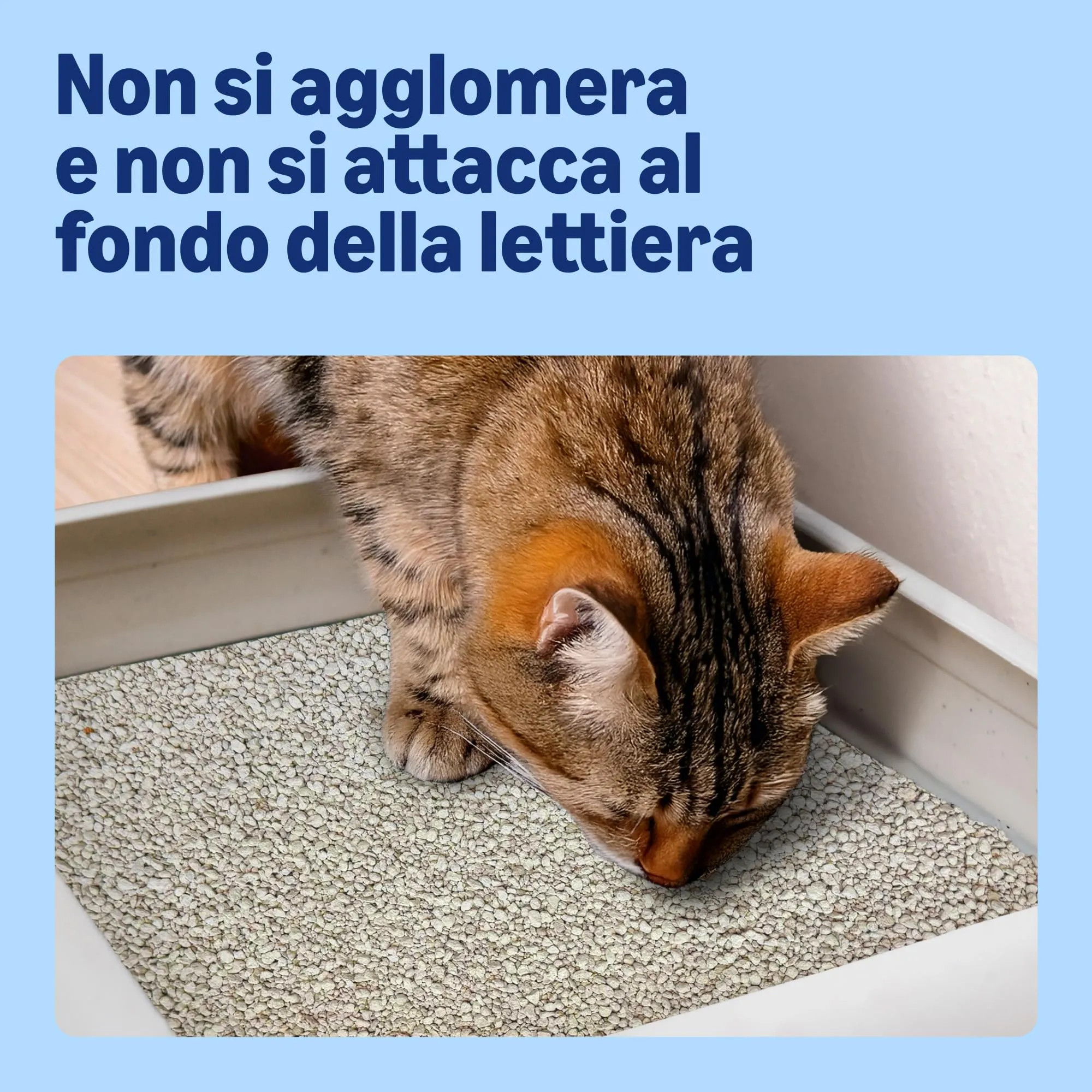 by Amazon Lettiera Igienica per Gatti senza Agglomerante, 10L - immagine 3
