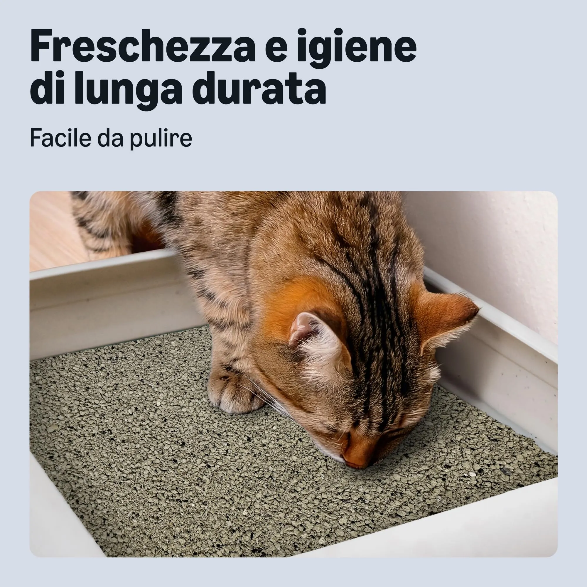 Amazon Lettiera per Gatti con Agglomerante e Carbone Attivo, Senza Profumazione, 10L - immagine 3