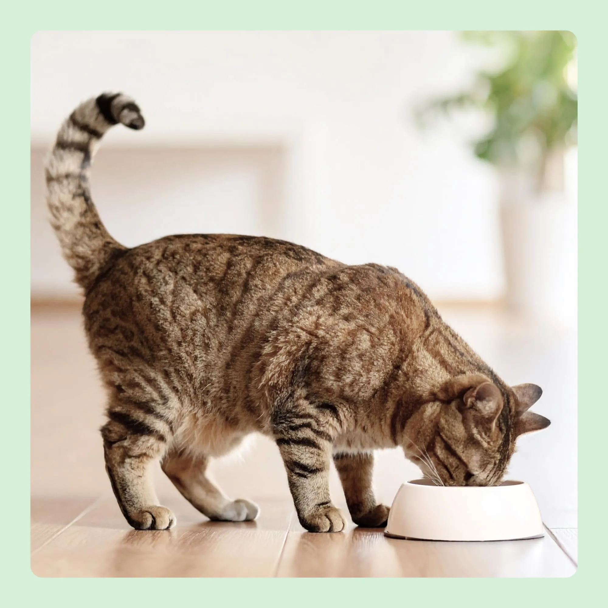 by Amazon Complete Dry Cat Food with Salmon and Rice, 10kg - immagine 7