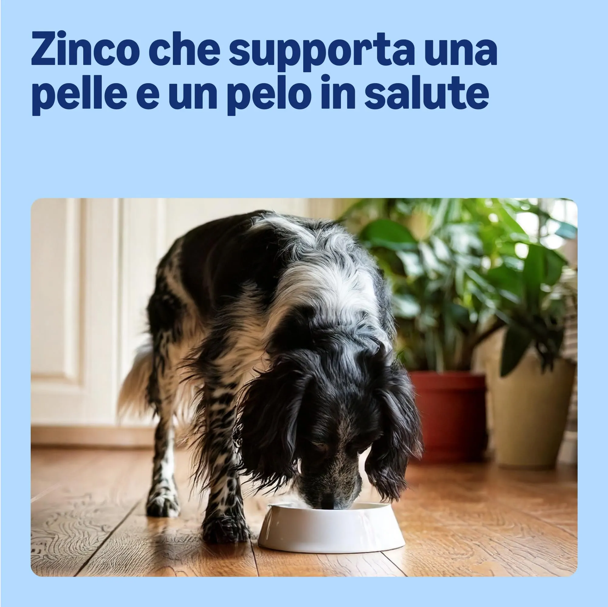 by Amazon Alimento completo per cani anziani, Selezione di carne in gelatina, 4.8kg (48 sacchetti da 100g) - immagine 4