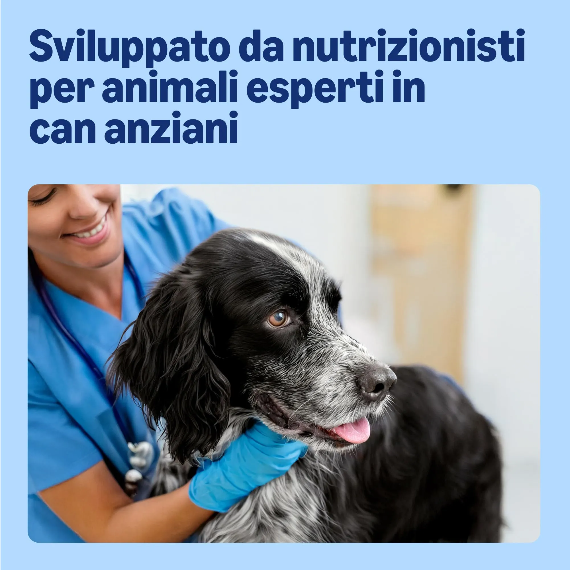by Amazon Alimento completo per cani anziani, Selezione di carne in gelatina, 4.8kg (48 sacchetti da 100g) - immagine 5