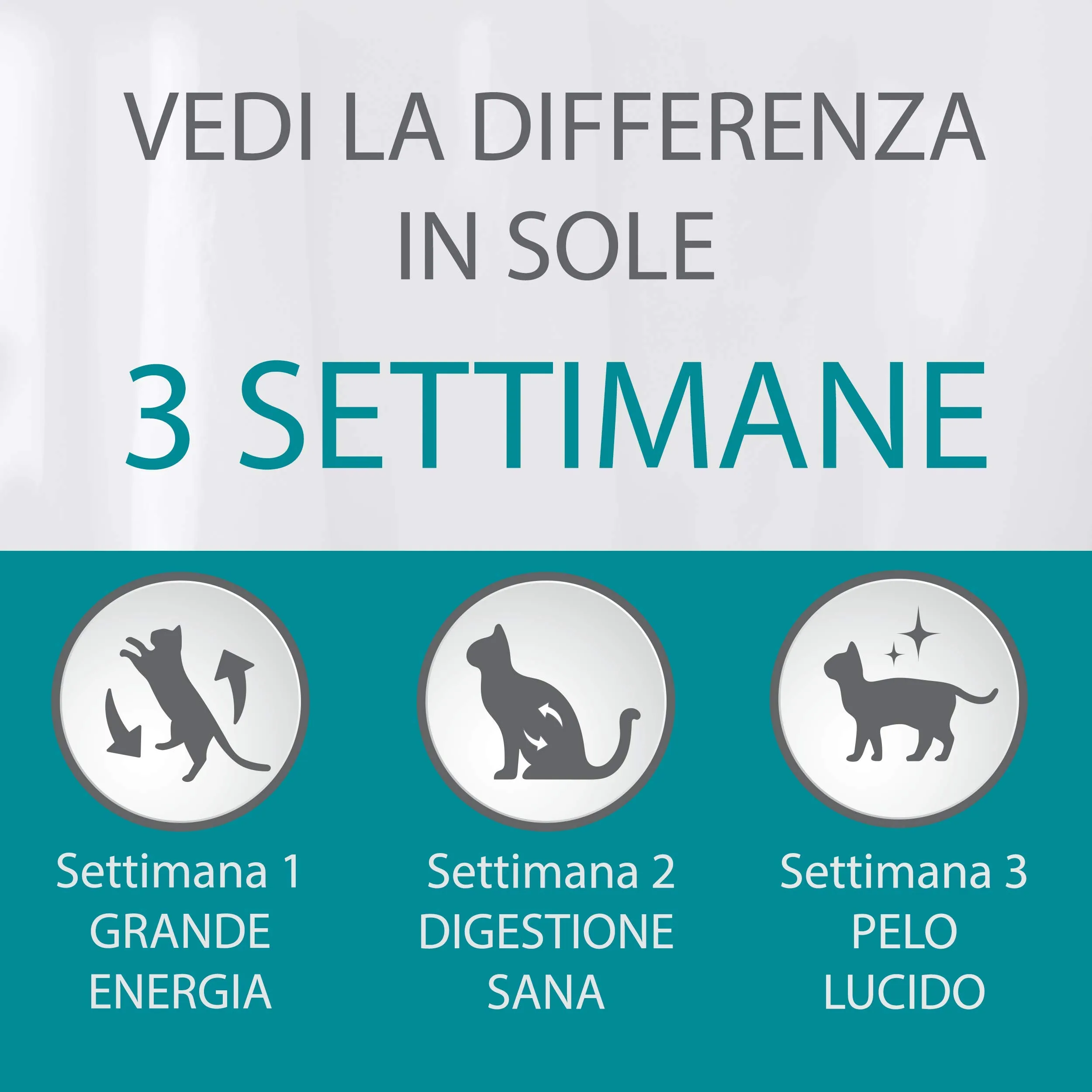 Purina One Bifensis Sterilcat Croccantini per Gatti Sterilizzati con Manzo e Frumento, 8 x 800 g - immagine 6