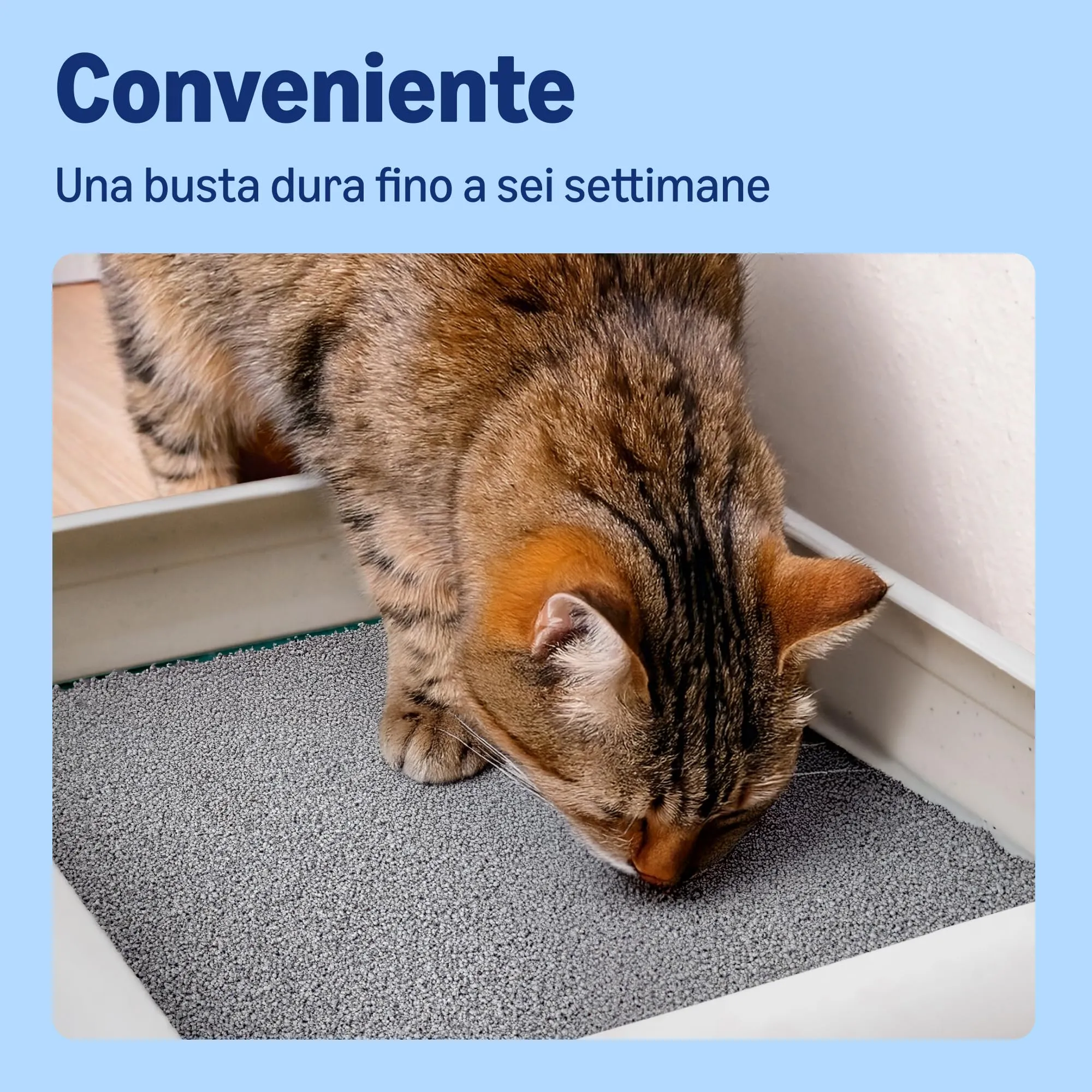 by Amazon Lettiera per Gatti Premium in Bentonite, Profumazione al Talco, 25L - immagine 4