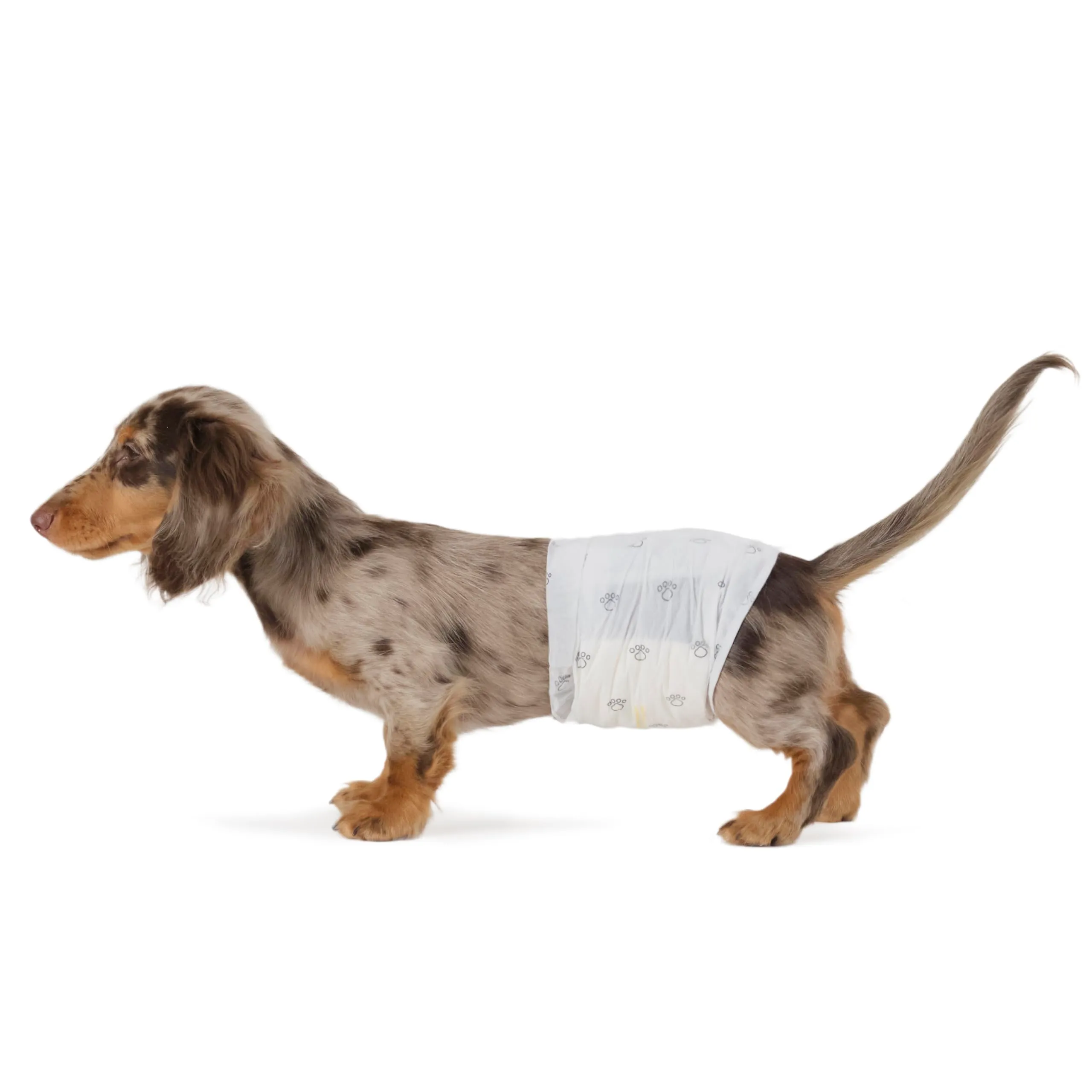 Amazon Basics Pannolini Usa e Getta per Cani Maschi, Misura S, 50 Pezzi, Bianco - immagine 1