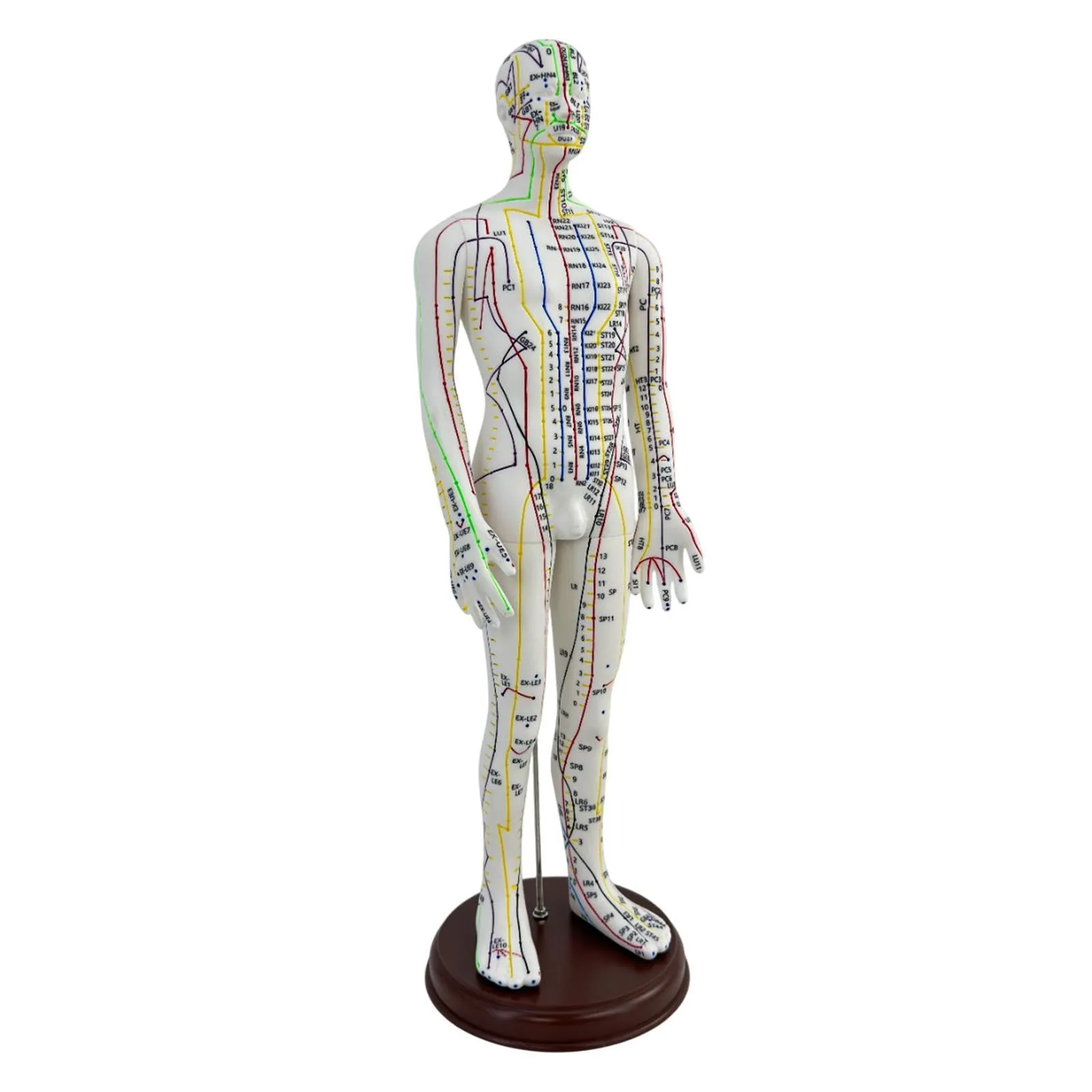 Amagogo Modello di Agopuntura Corpo Umano Maschio con Punti Inglesi, 54cm, PVC - immagine 1