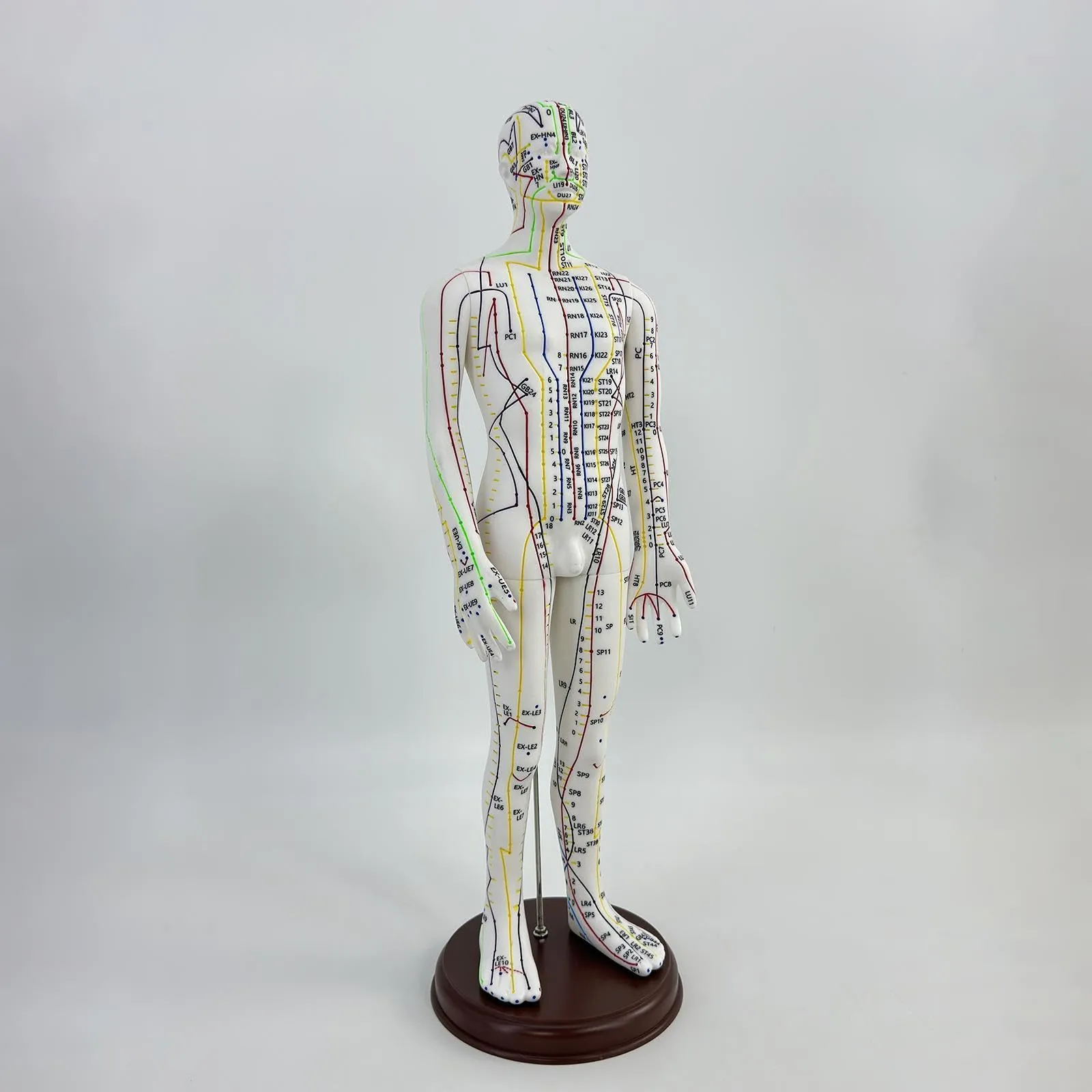 Amagogo Modello di Agopuntura Corpo Umano Maschio con Punti Inglesi, 54cm, PVC - immagine 4