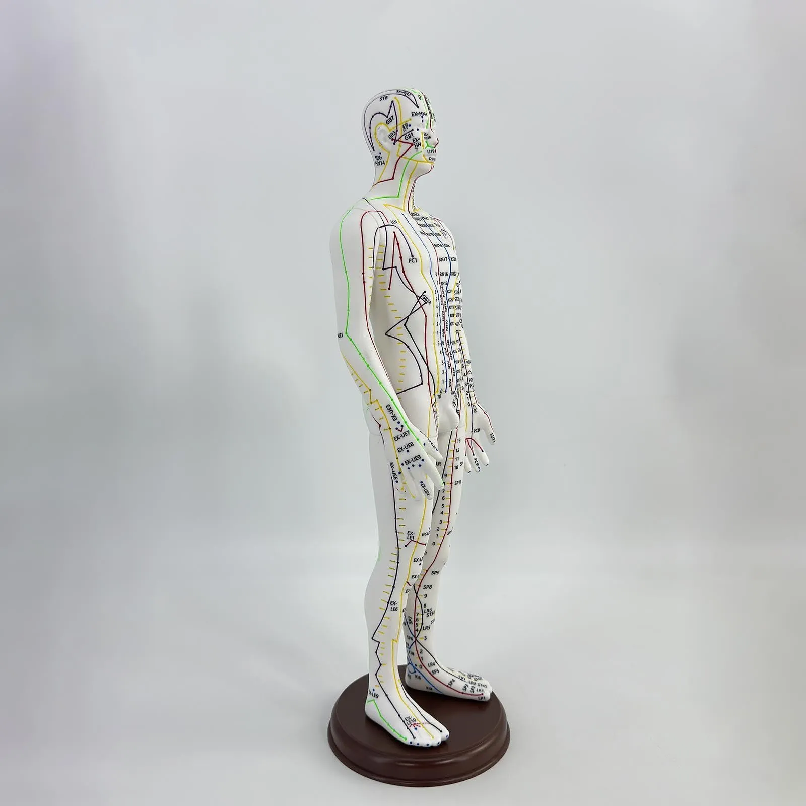 Amagogo Modello di Agopuntura Corpo Umano Maschio con Punti Inglesi, 54cm, PVC - immagine 5