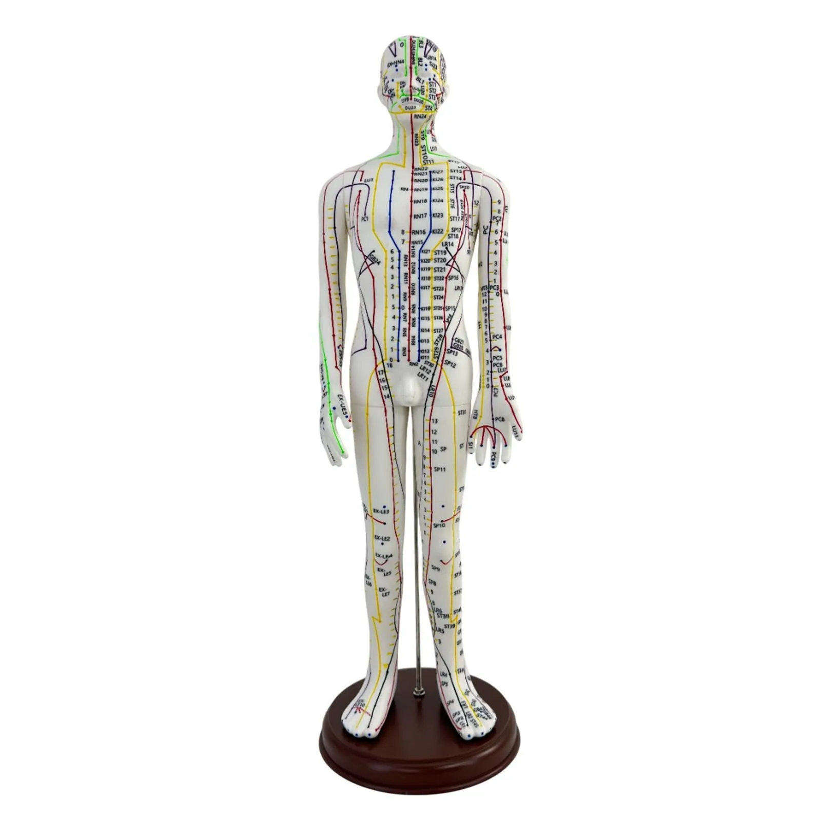 Amagogo Modello di Agopuntura Corpo Umano Maschio con Punti Inglesi, 54cm, PVC - immagine 6