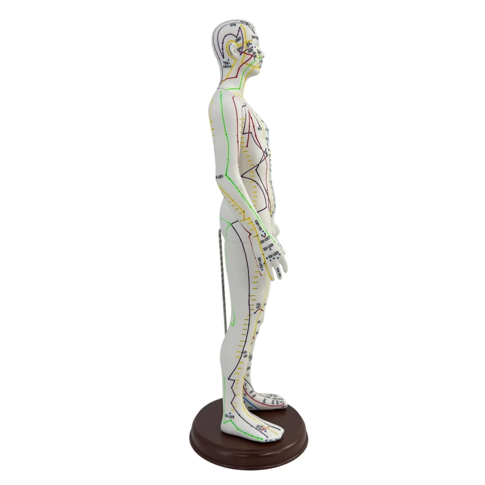 Amagogo Modello di Agopuntura Corpo Umano Maschio con Punti Inglesi, 54cm, PVC - immagine 7