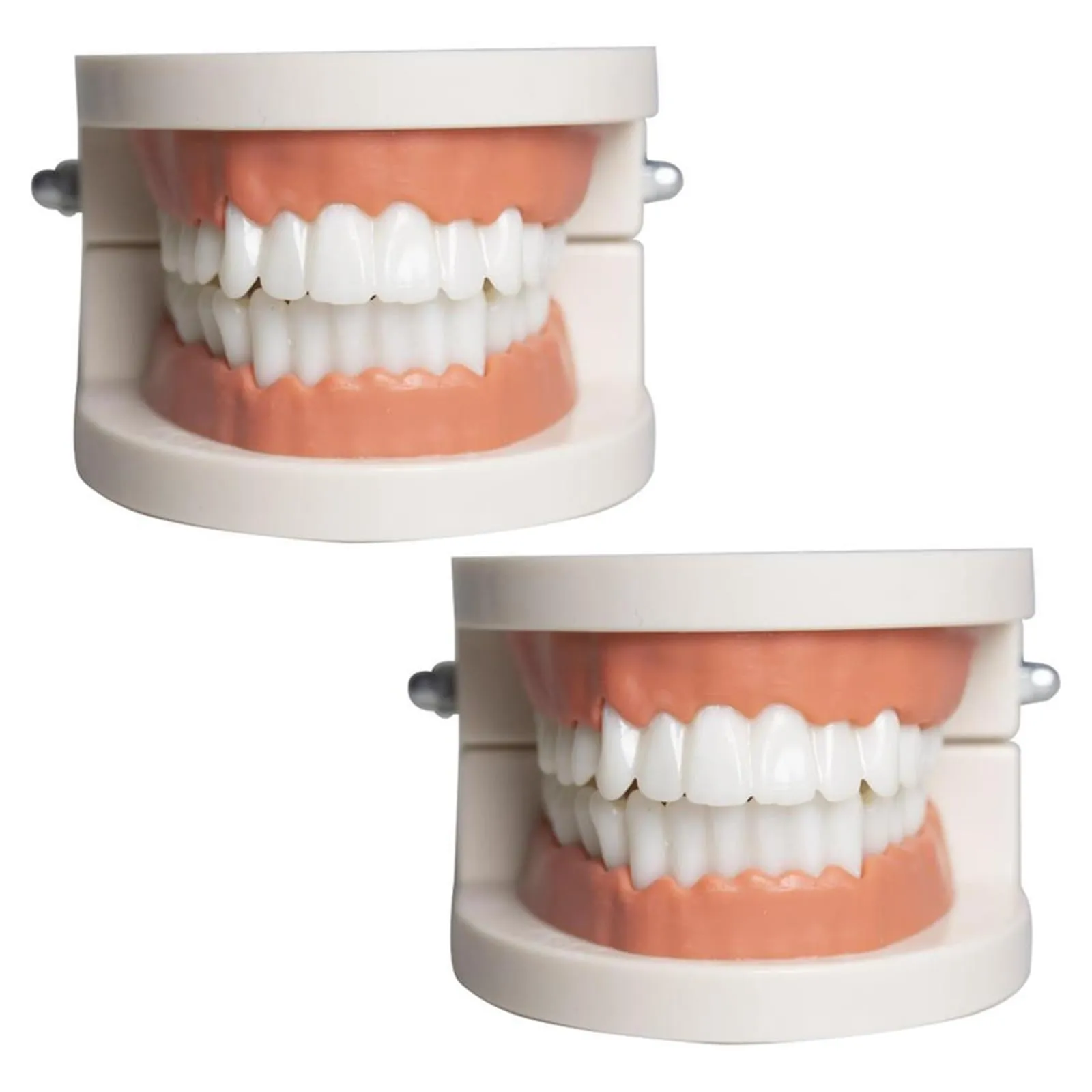 Bavooty Modello di Insegnamento Dentale Anatomico con Apertura a 180 Gradi - immagine 1