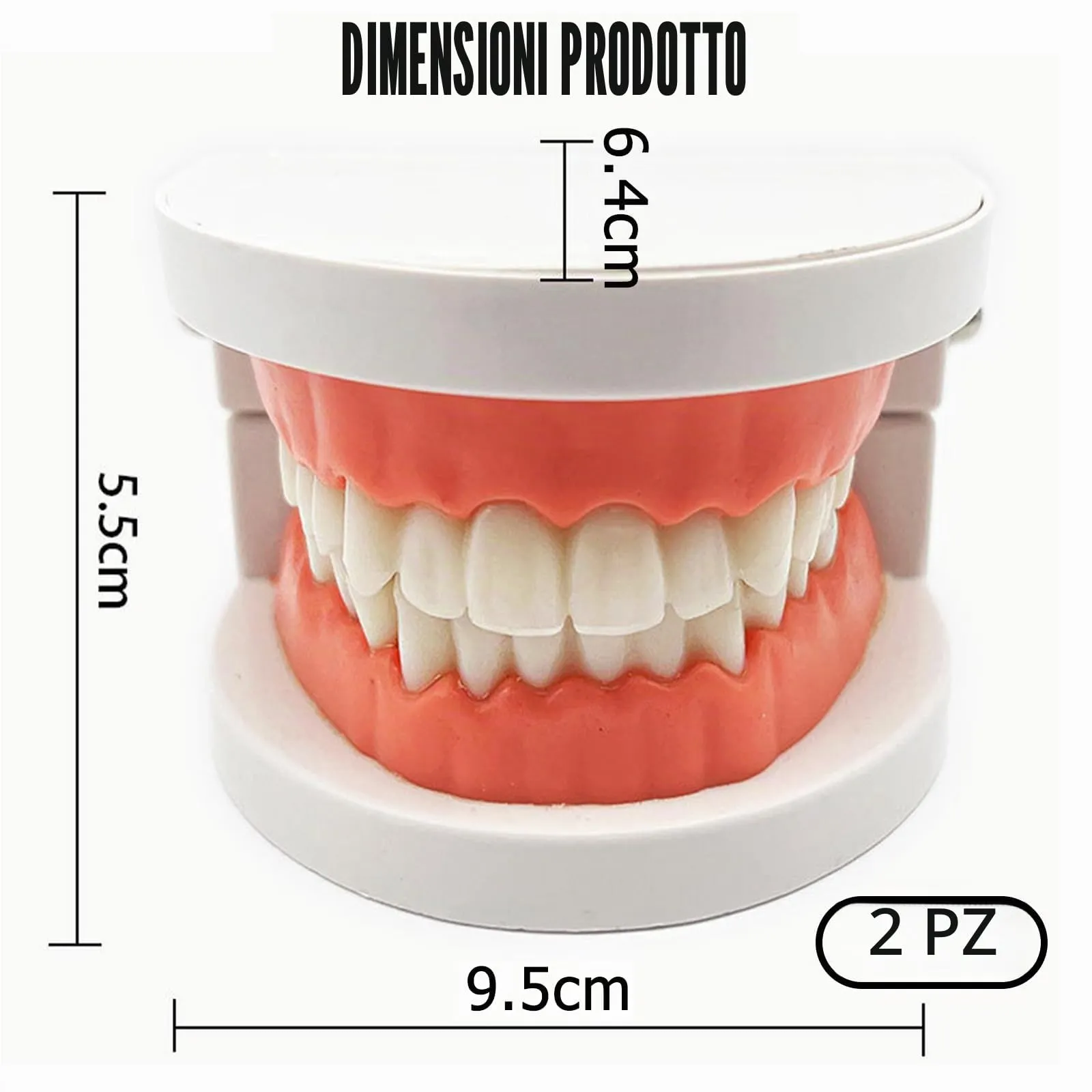 Bavooty Modello di Insegnamento Dentale Anatomico con Apertura a 180 Gradi - immagine 2