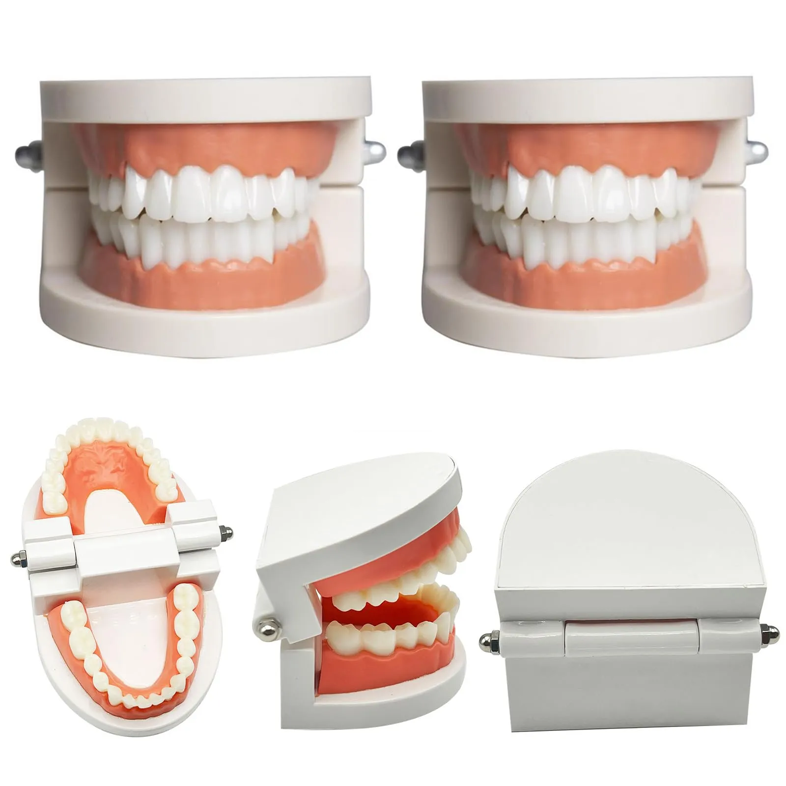Bavooty Modello di Insegnamento Dentale Anatomico con Apertura a 180 Gradi - immagine 3