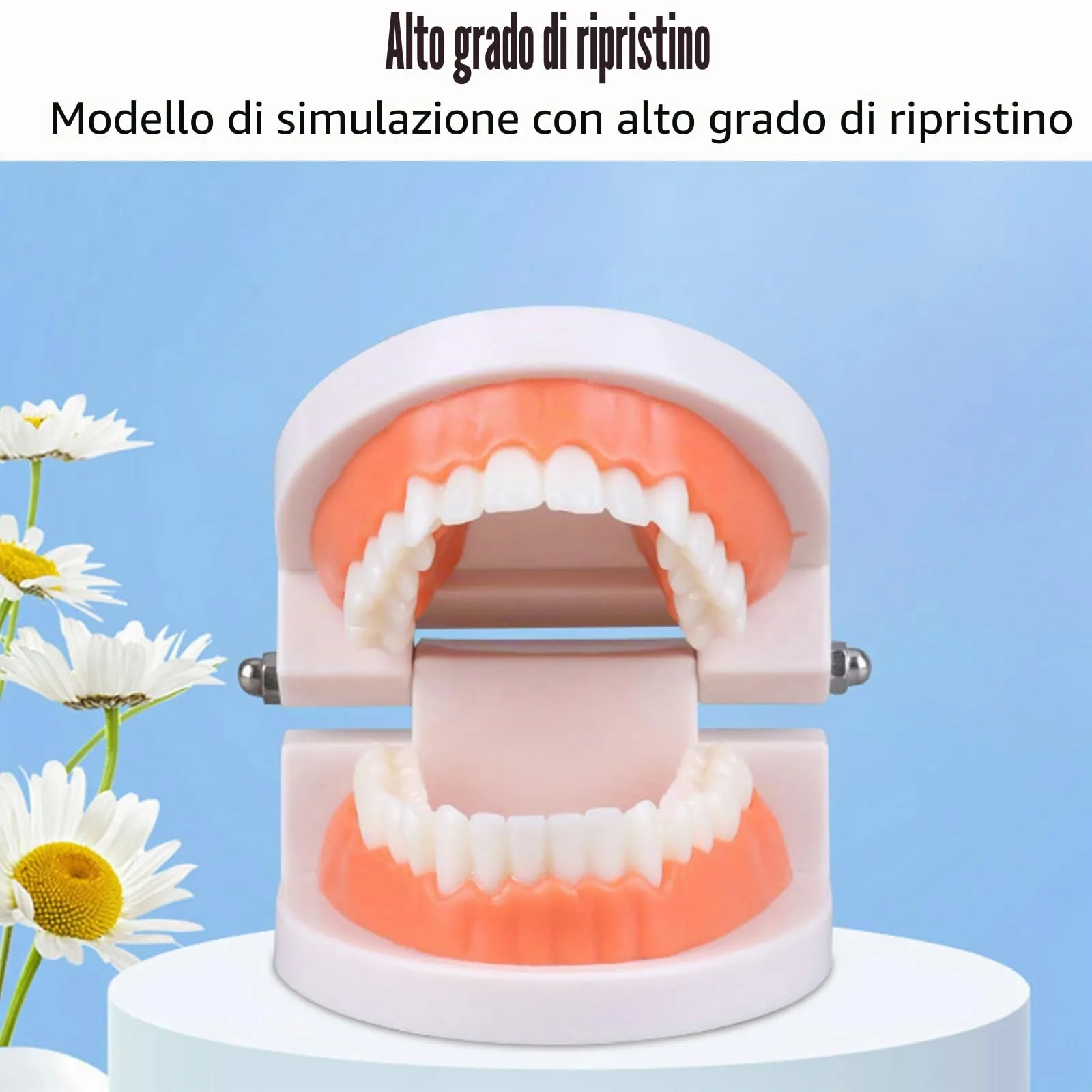 Bavooty Modello di Insegnamento Dentale Anatomico con Apertura a 180 Gradi - immagine 4