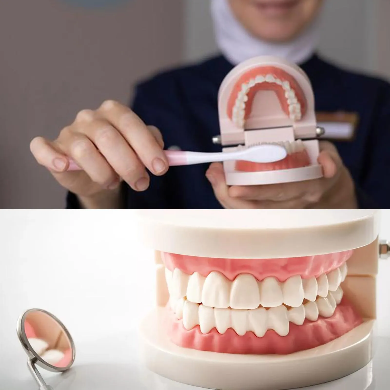 Bavooty Modello di Insegnamento Dentale Anatomico con Apertura a 180 Gradi - immagine 7