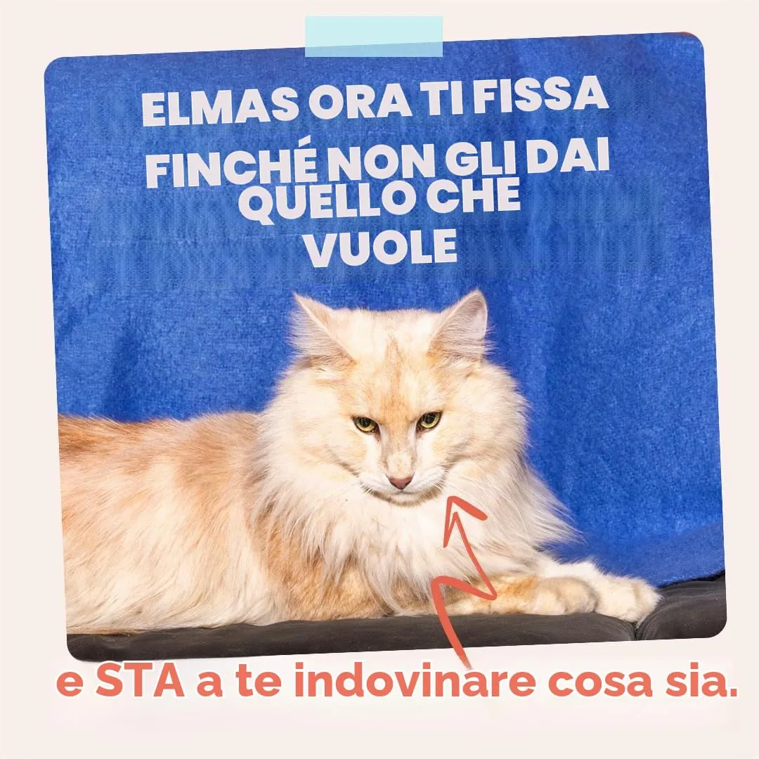 Edgard & Cooper Cibo Umido per Gatti, Trota e Pollo in salsa, Senza Cereali, per Gatti Sterilizzati (12x 85g) - immagine 10