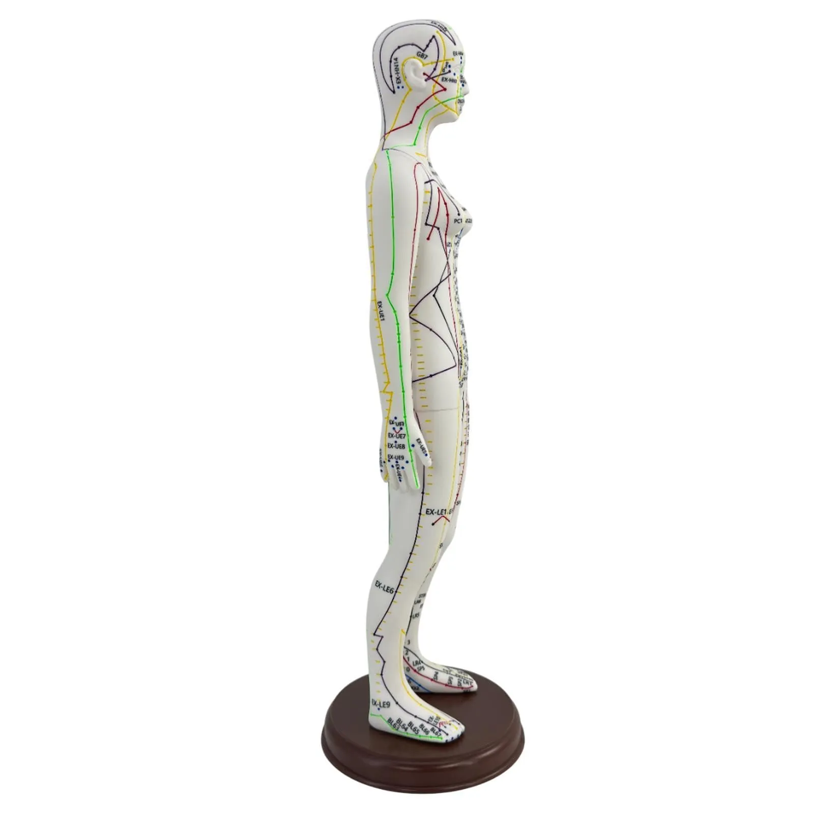 Amagogo Modello di Agopuntura Corpo Umano Femmina, 54cm, PVC con Punti Inglesi - immagine 1