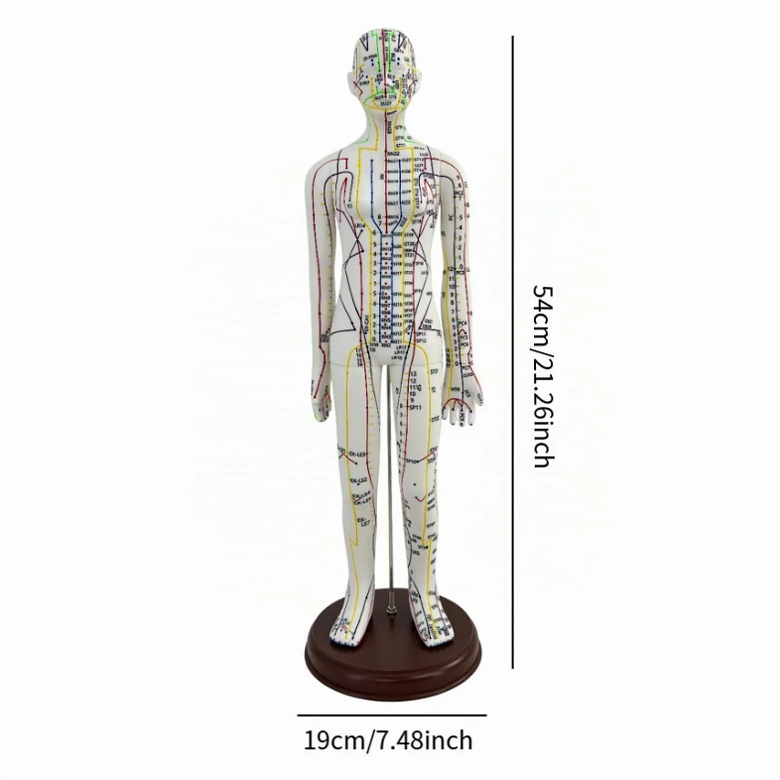 Amagogo Modello di Agopuntura Corpo Umano Femmina, 54cm, PVC con Punti Inglesi - immagine 2