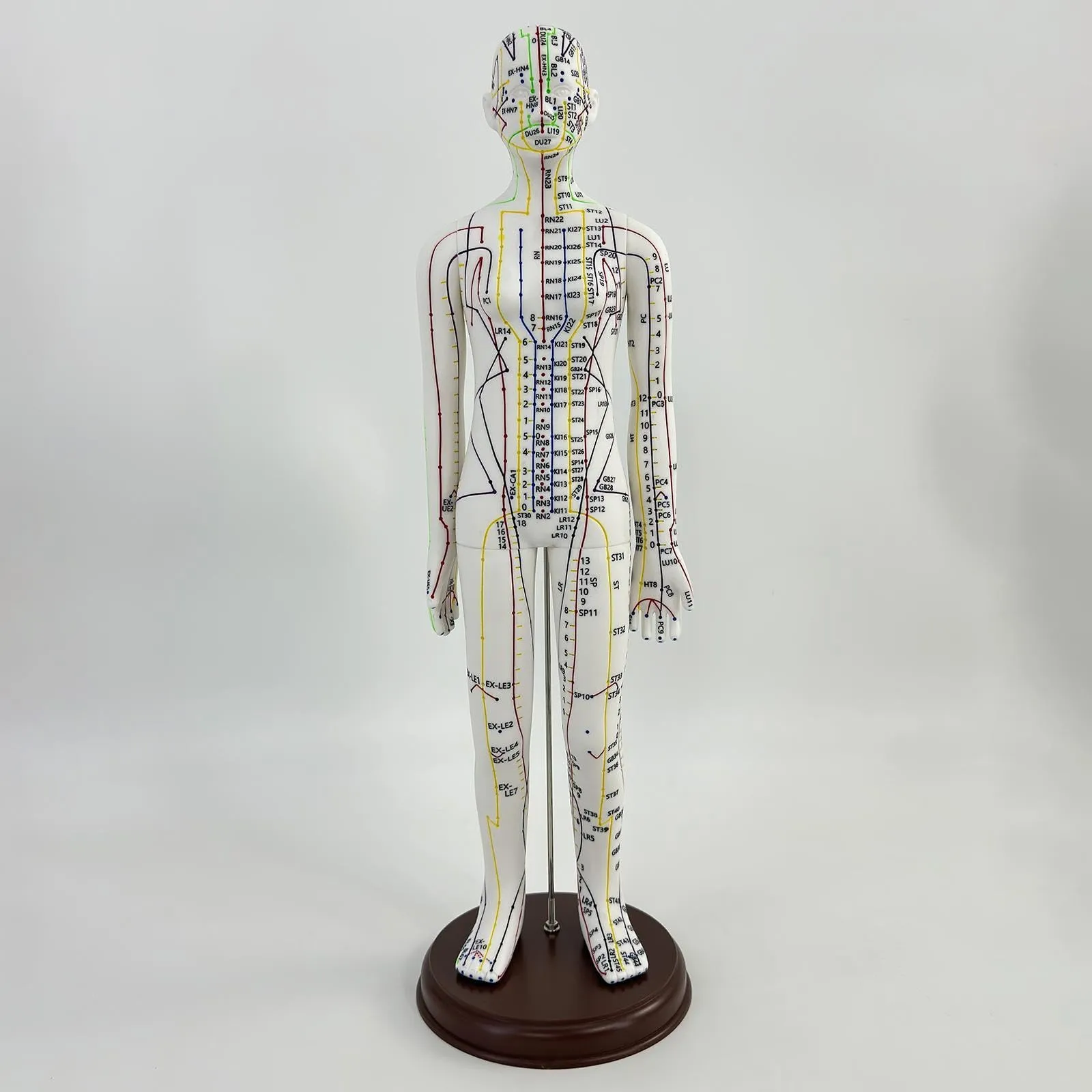 Amagogo Modello di Agopuntura Corpo Umano Femmina, 54cm, PVC con Punti Inglesi - immagine 4