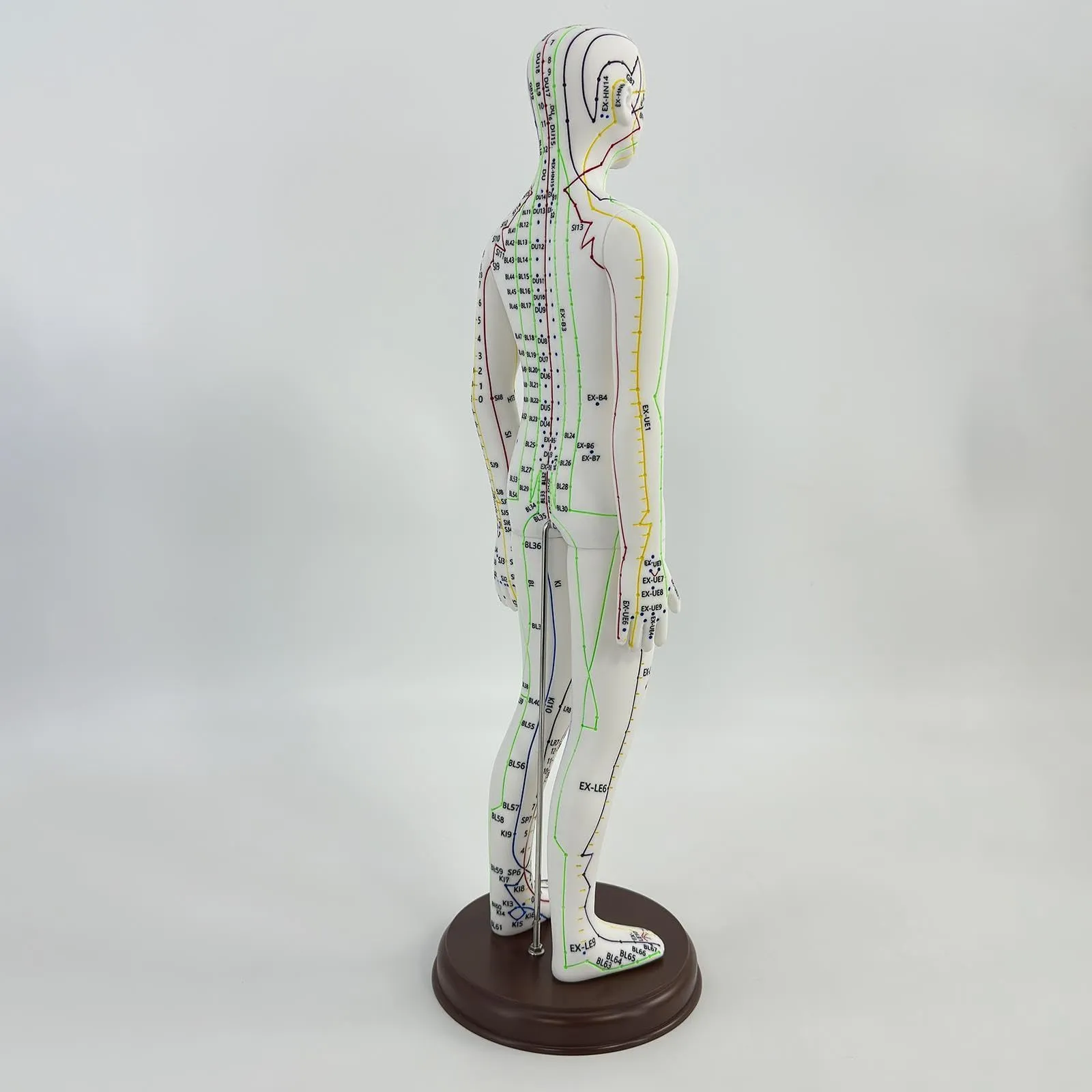 Amagogo Modello di Agopuntura Corpo Umano Femmina, 54cm, PVC con Punti Inglesi - immagine 5
